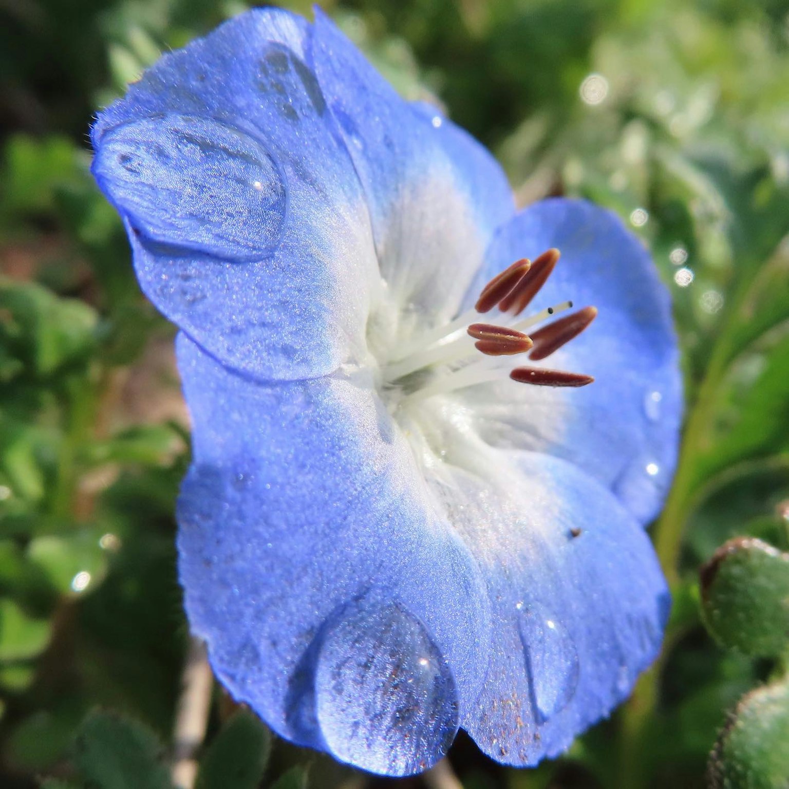Close-up of a blue flower with water droplets