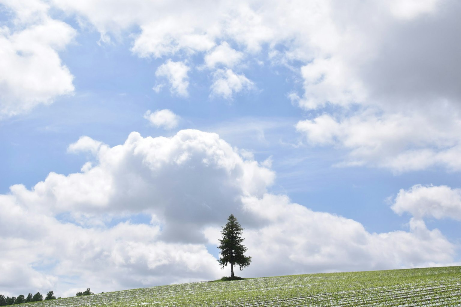Ein einzelner Baum unter einem blauen Himmel mit weißen Wolken