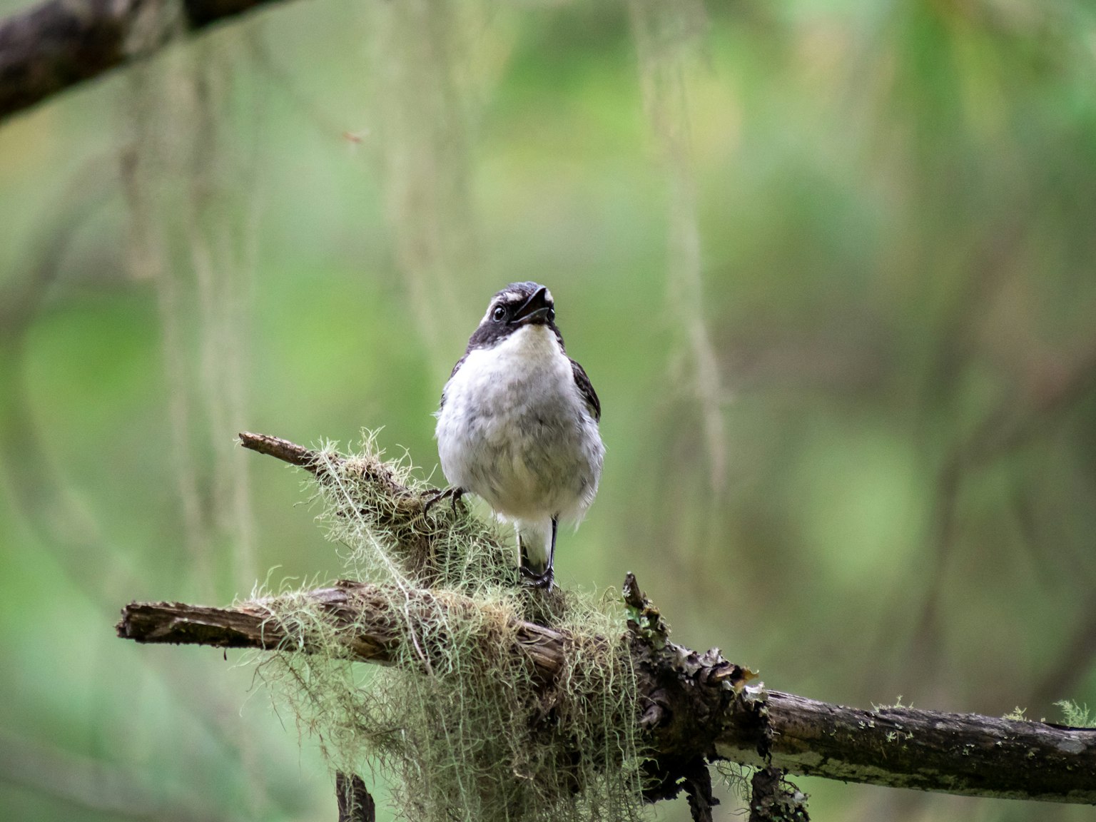 small bird standing on a branch with green background