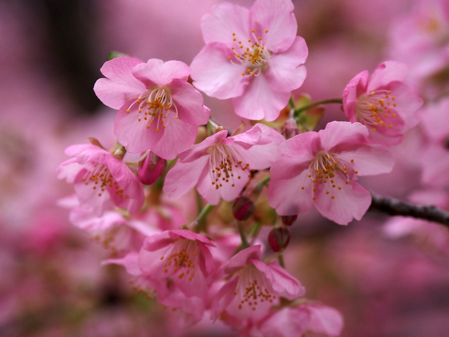 Close-up of beautiful cherry blossoms in bloom