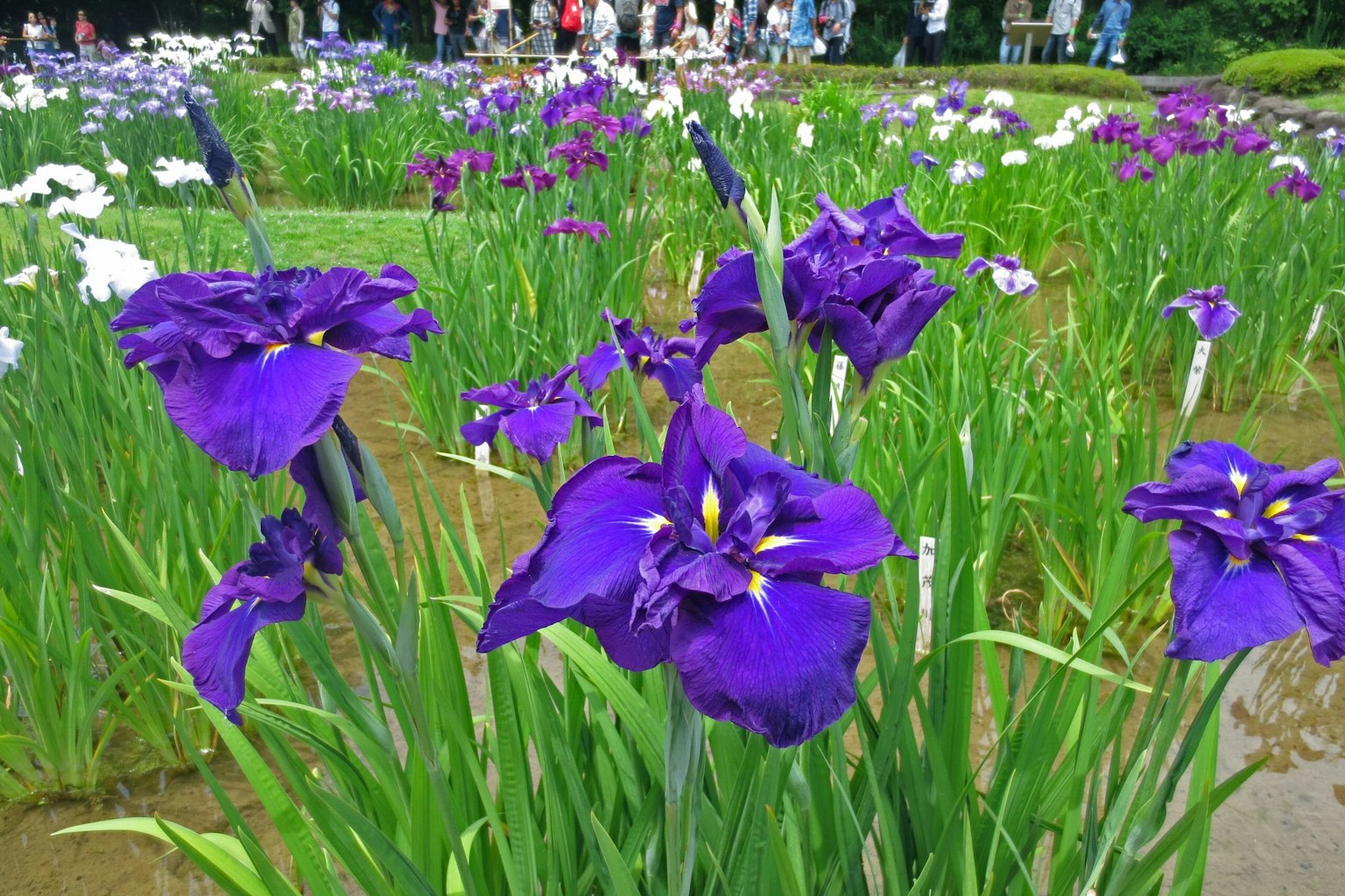 Cluster of purple irises blooming among green leaves in a garden