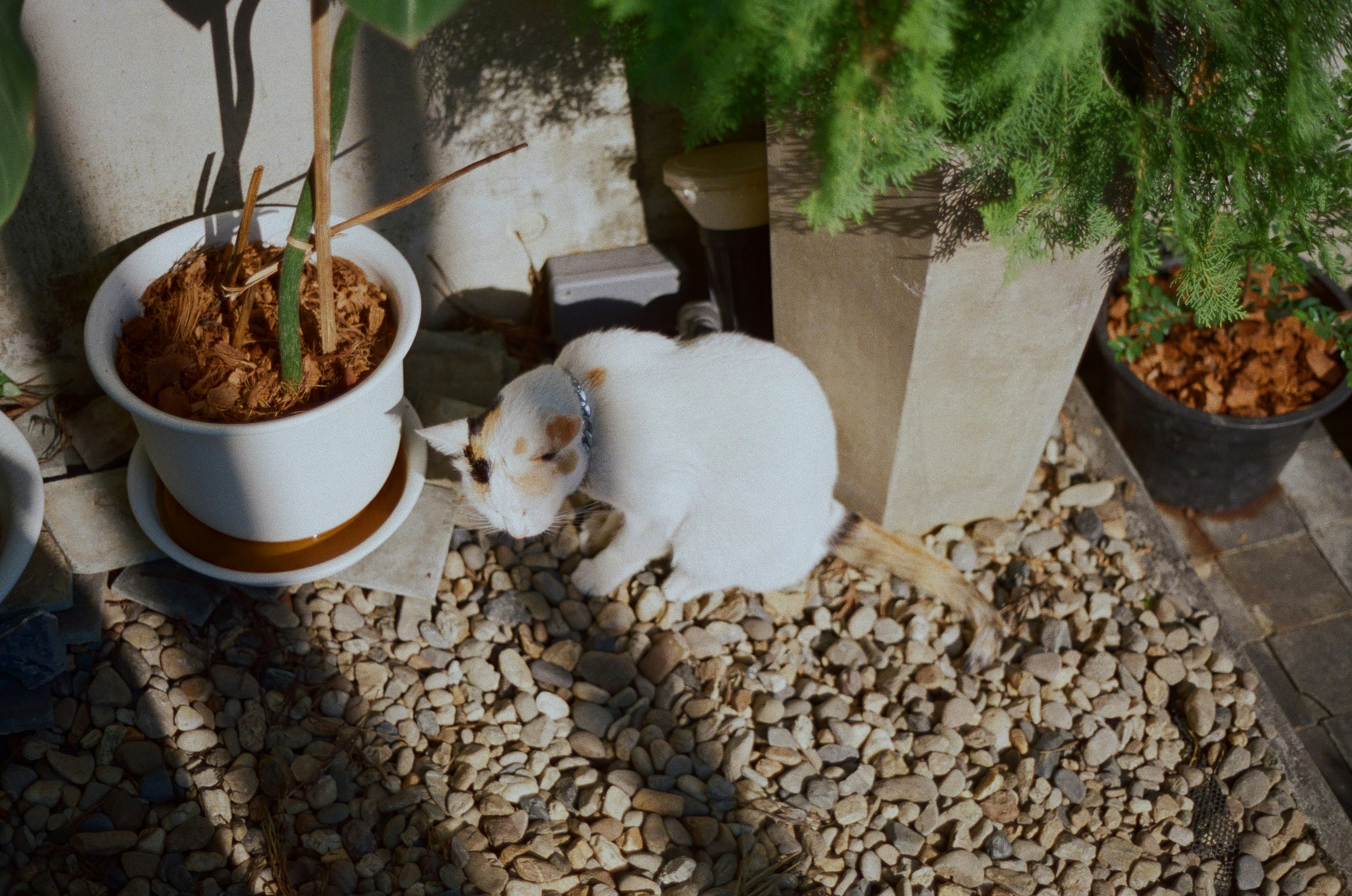 鉢植えと白い猫がいる屋外の小さな庭先