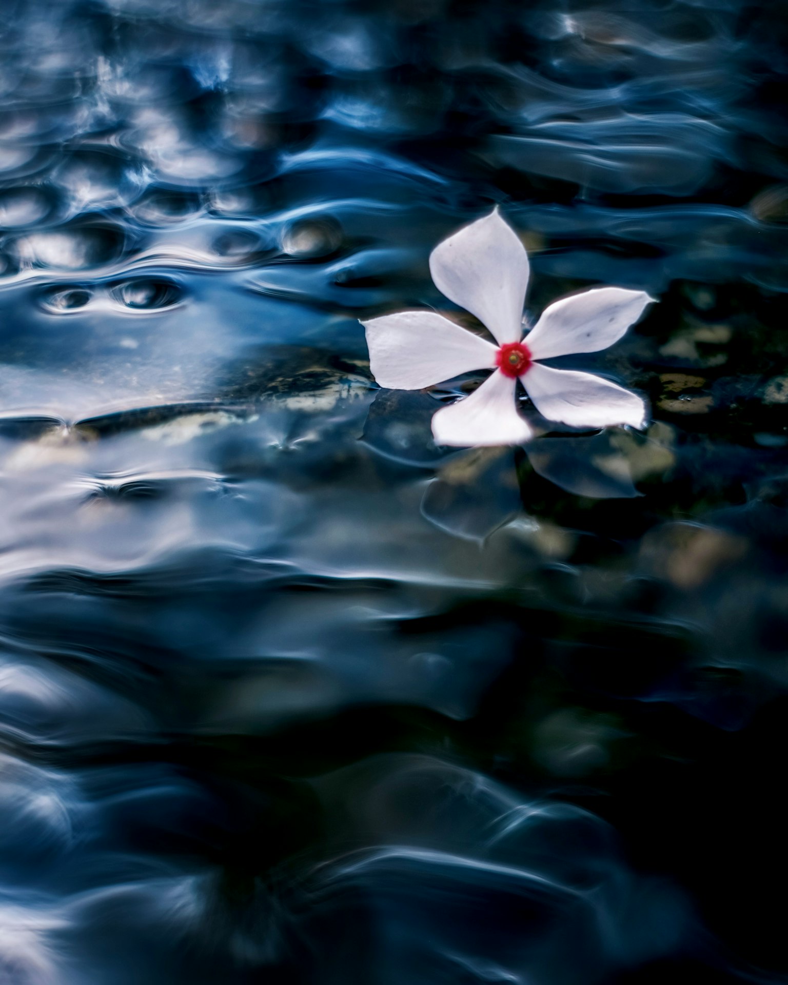 Fleur blanche avec un centre rouge flottant sur une surface d'eau bleue