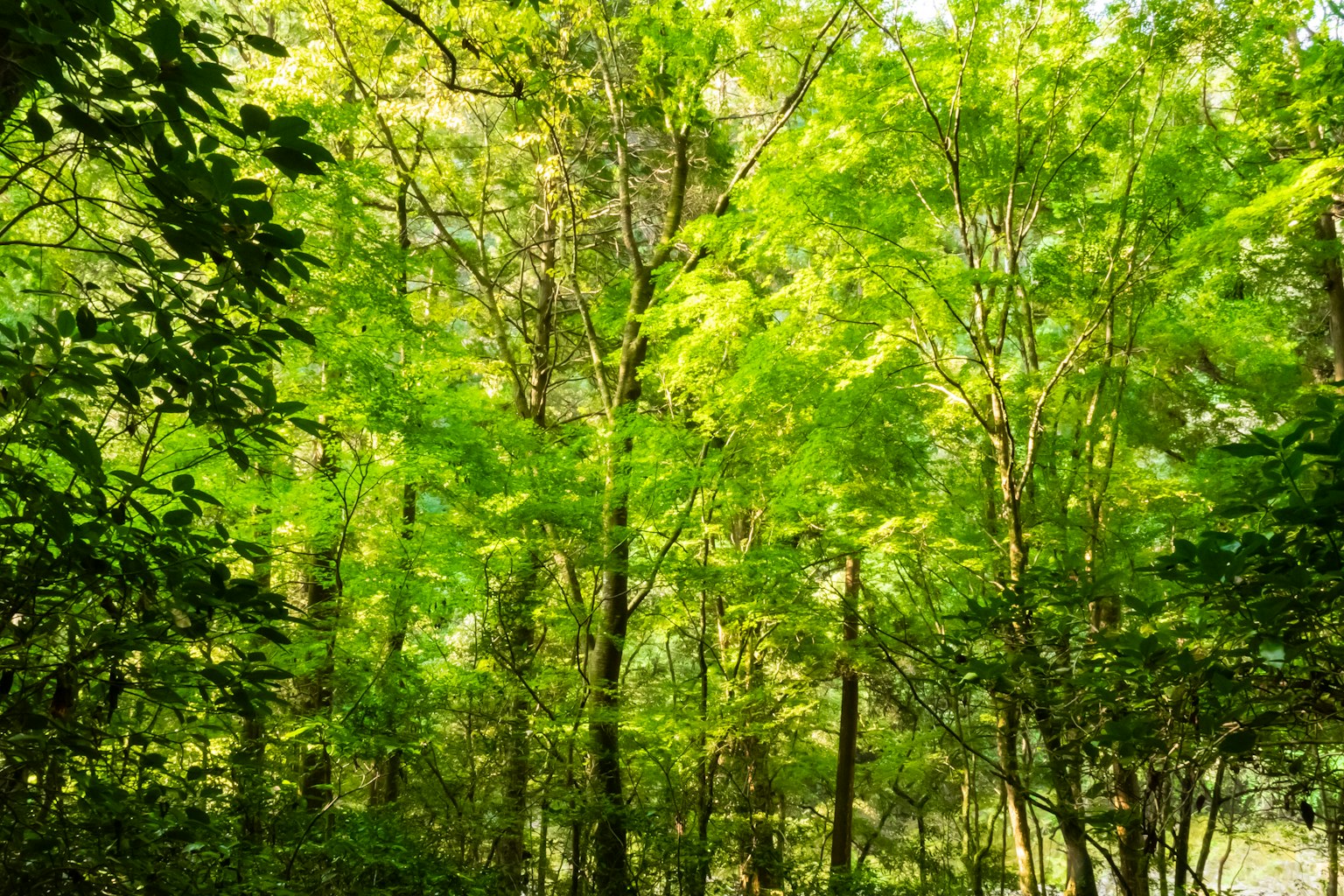 Lush green trees in a vibrant forest scene