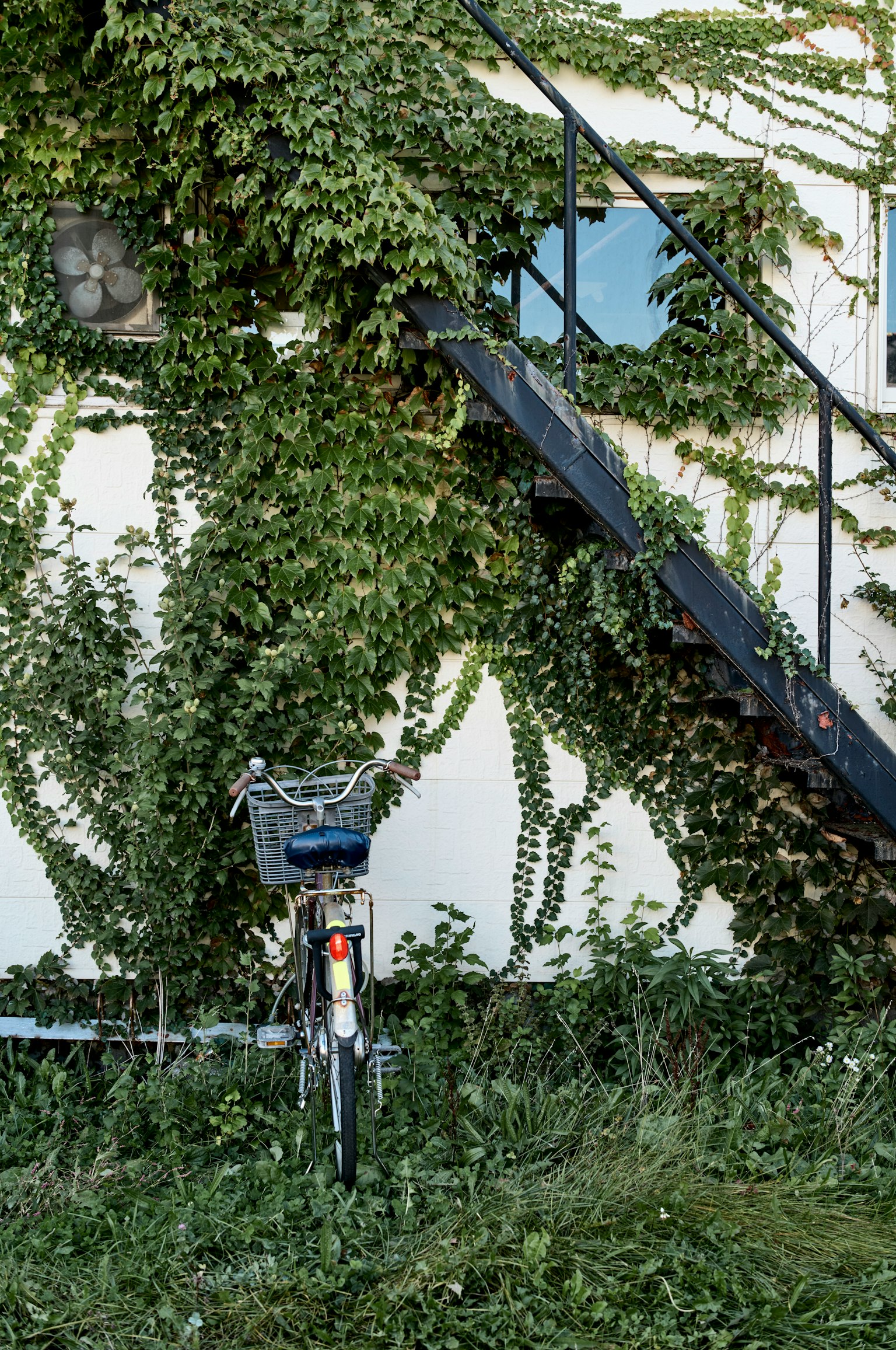 Bicycle near a white wall covered with green vines and a staircase