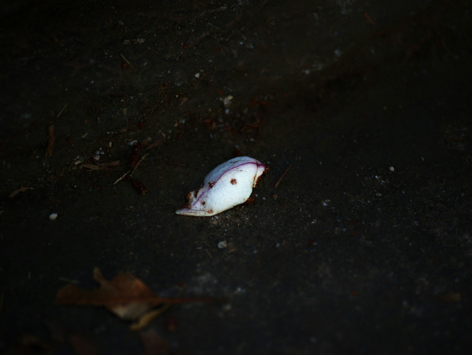 Un piccolo pesce bianco sdraiato in acqua scura