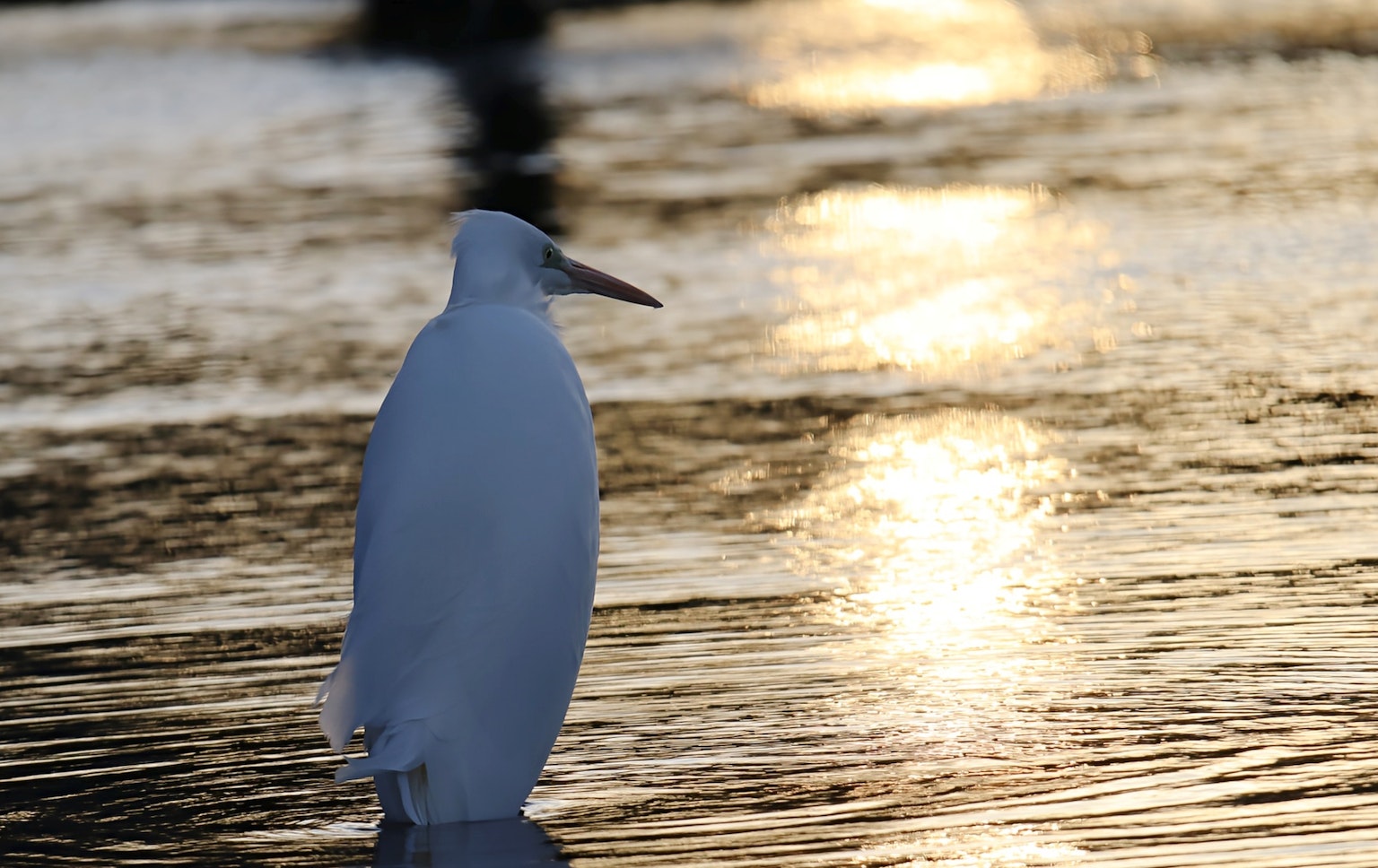 Silhouette eines weißen Vogels, der auf dem Wasser steht mit schimmernden Reflexionen