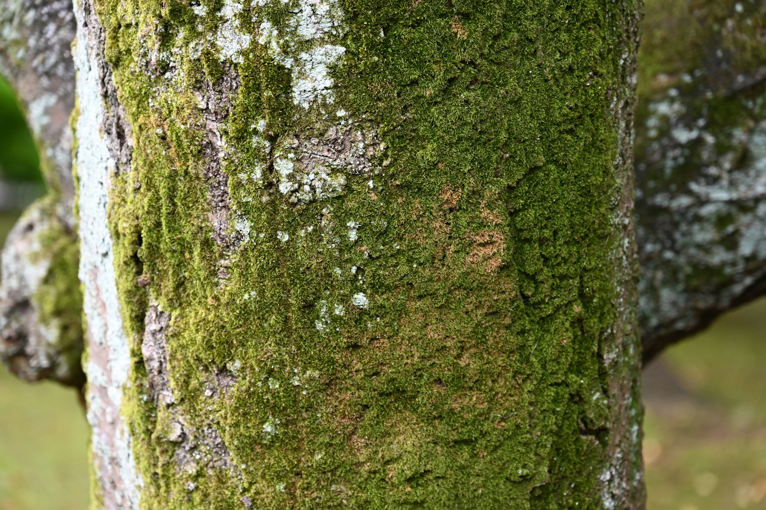 Image en gros plan d'un tronc d'arbre recouvert de mousse
