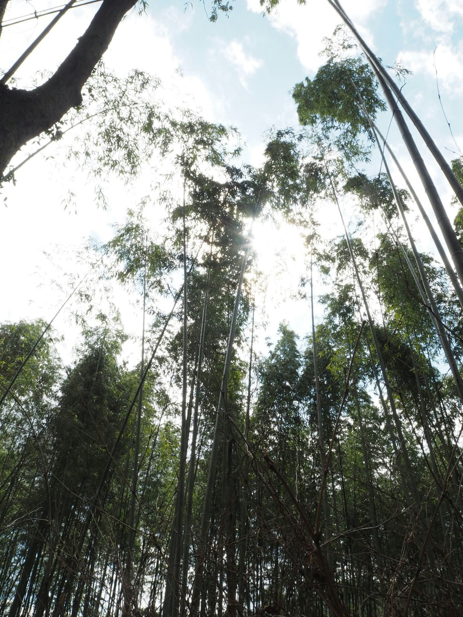 Vista della foresta di bambù con la luce del sole che filtra tra le foglie
