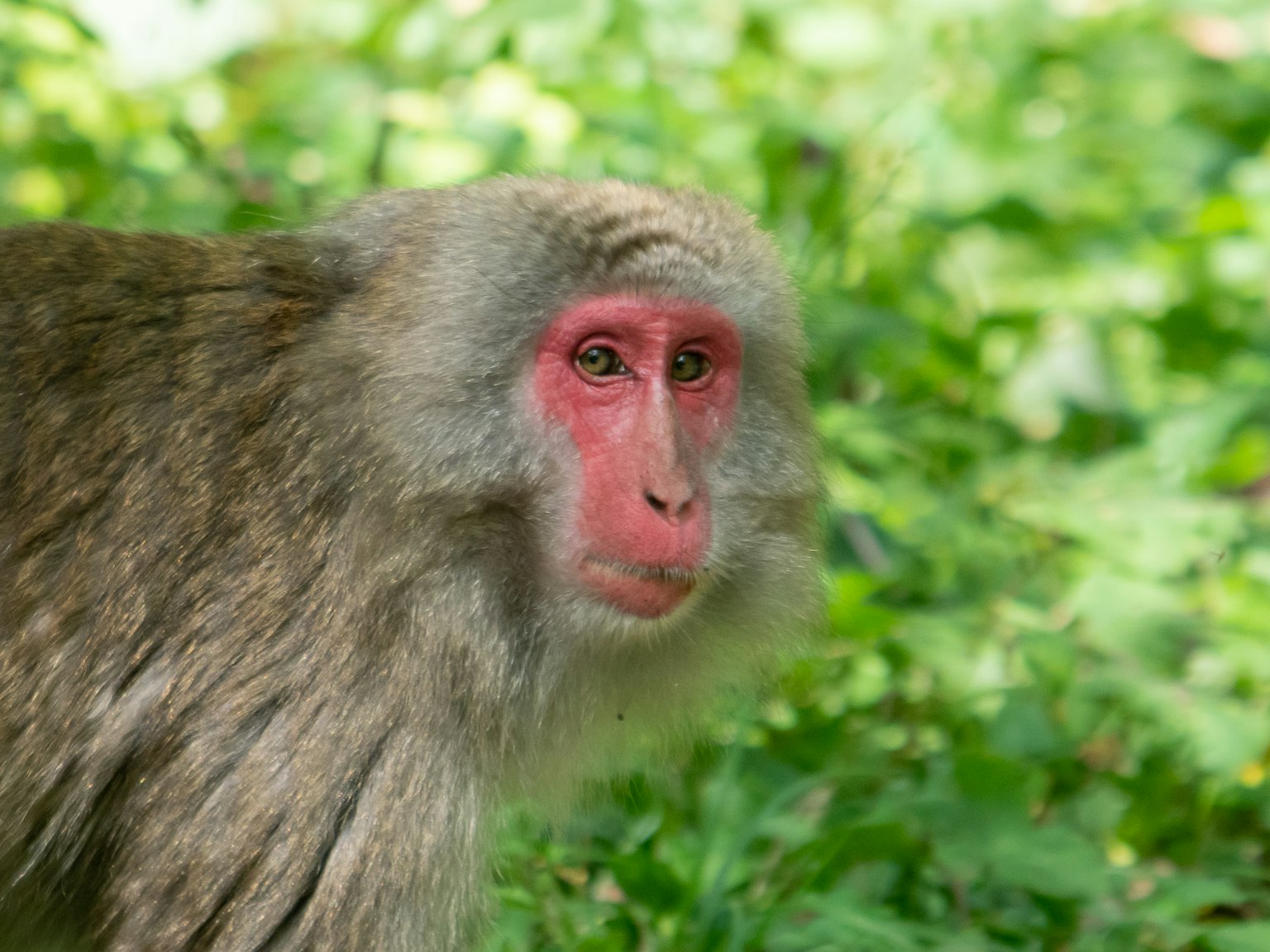 Primer plano de un macaco japonés contra un fondo verde