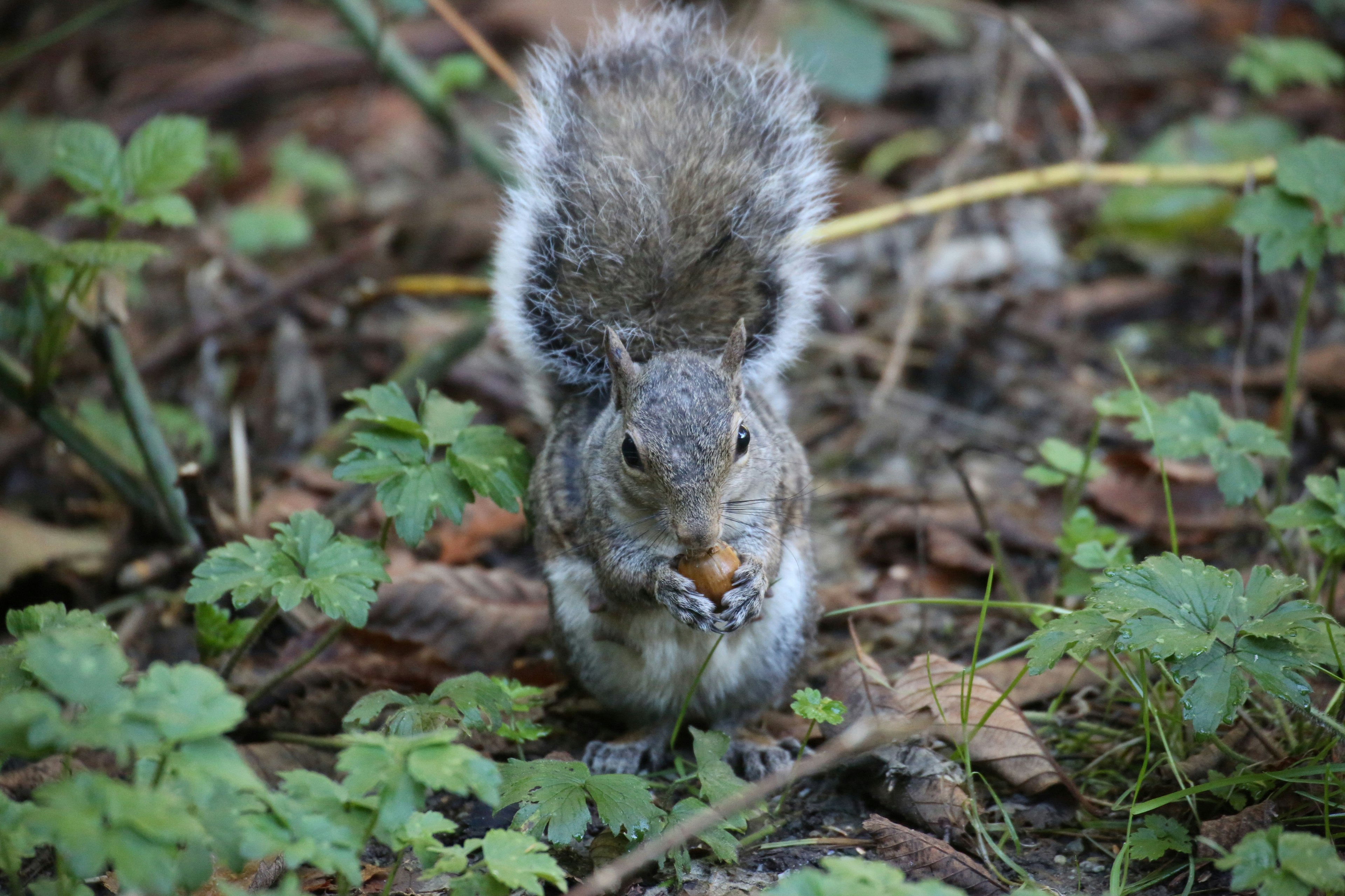 草むらの中で餌を食べるリス