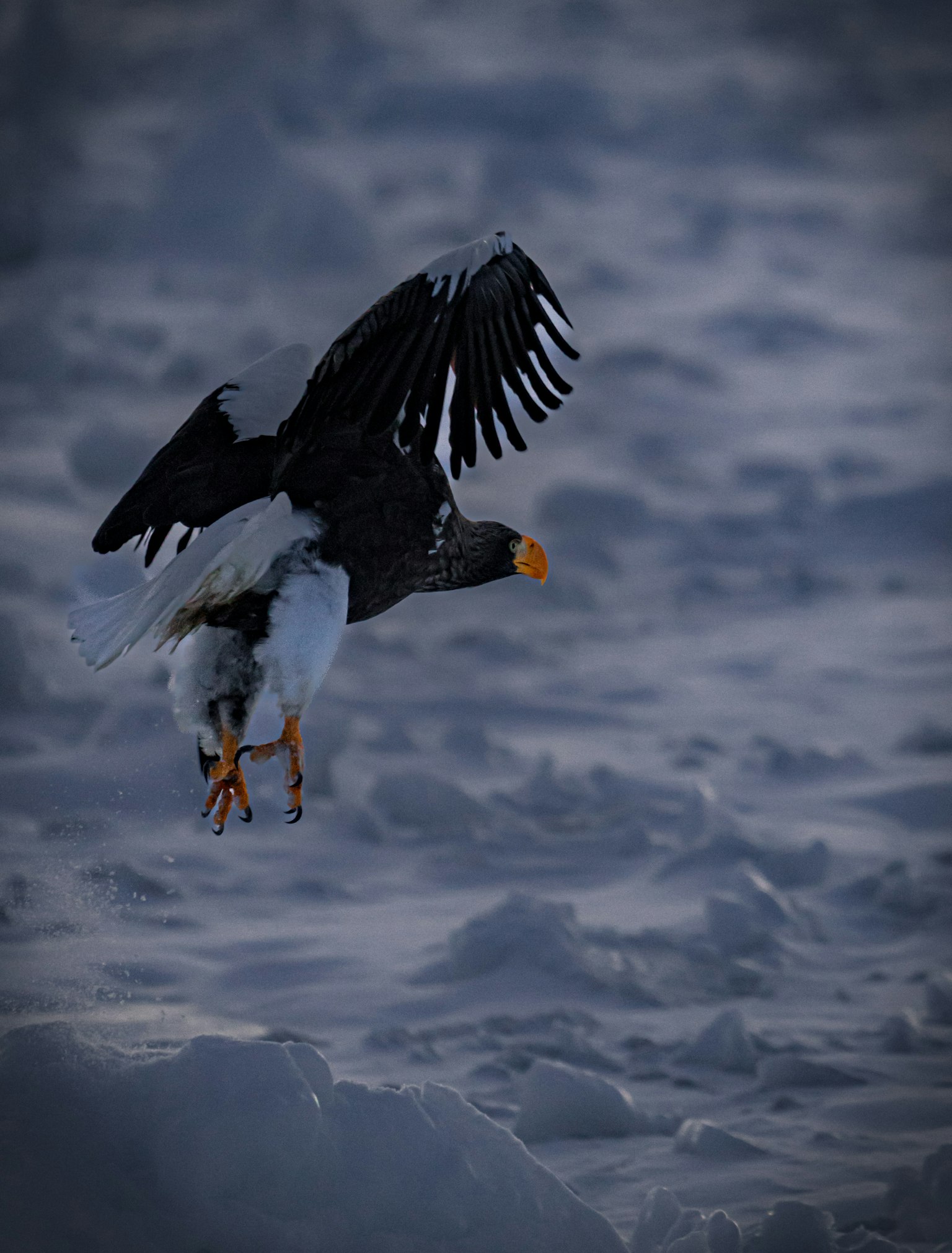 Un'aquila di mare di Steller che vola sopra un paesaggio innevato