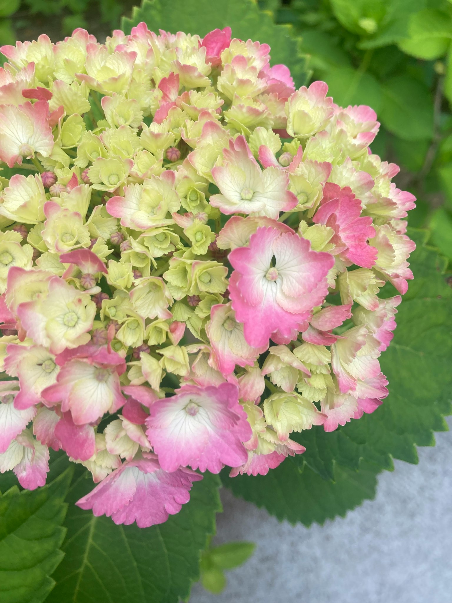 Close-up bunga hydrangea dengan kelopak merah muda dan hijau