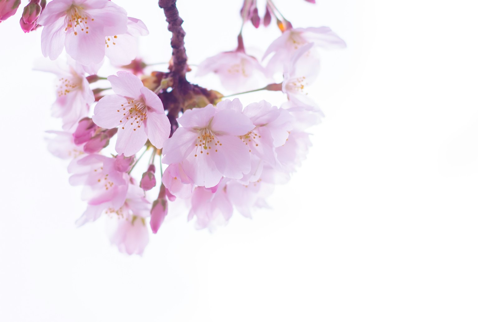 Close-up of cherry blossom flowers on a branch