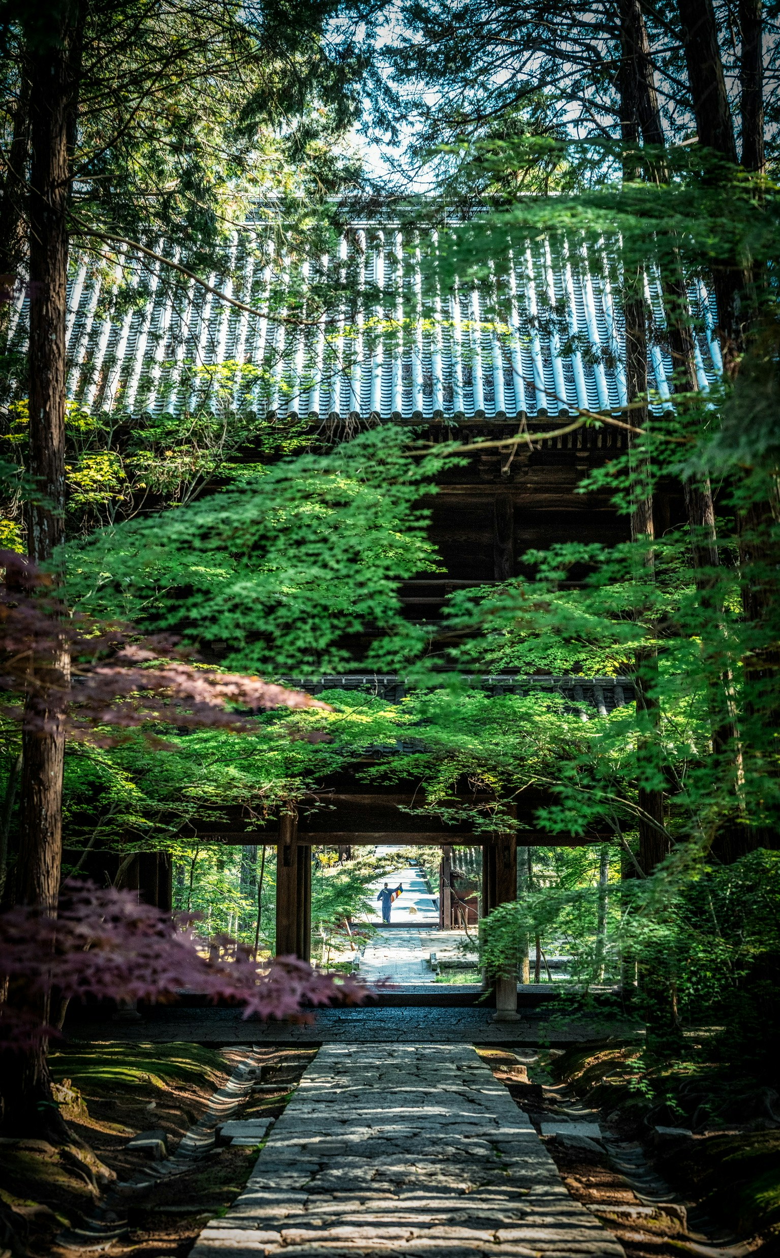 新緑の曹源寺の参道と苔むす石畳