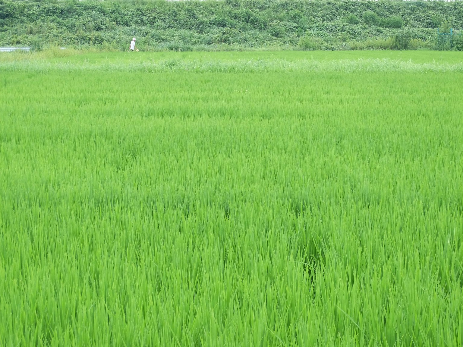 Pemandangan sawah padi hijau yang cerah