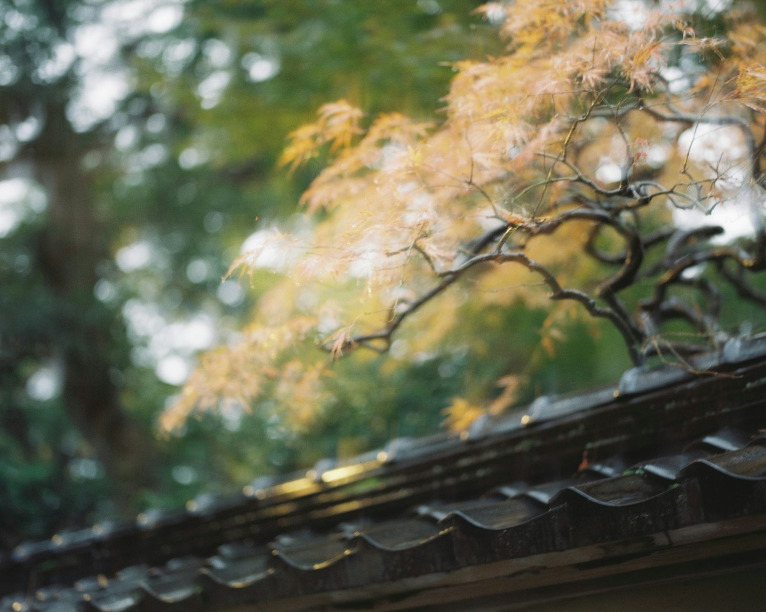 屋頂上的秋葉與模糊的綠色背景