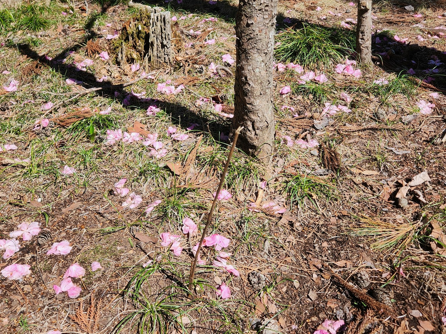 Pétalos de flores rosas esparcidos y hierba verde debajo de los árboles