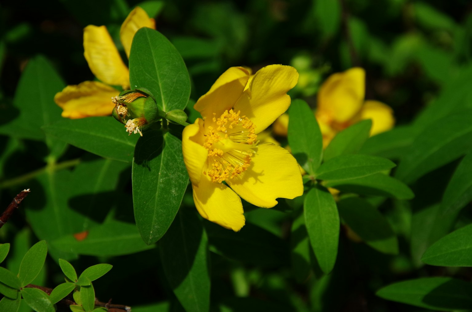 Fleurs jaunes vives avec des feuilles vertes d'une plante