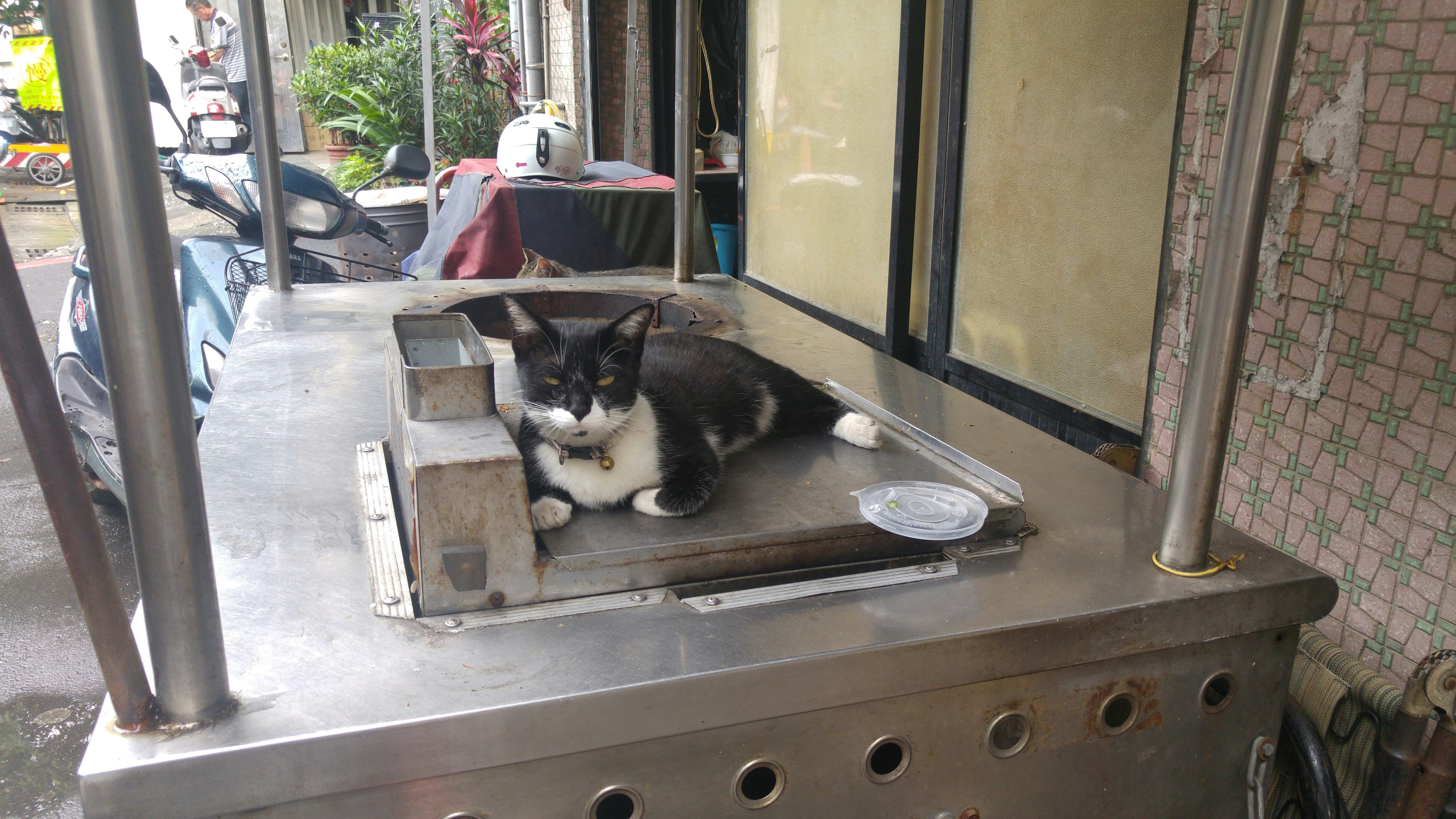 Katze ruht in einer Katzenbox vor einem Laden in einer Gasse