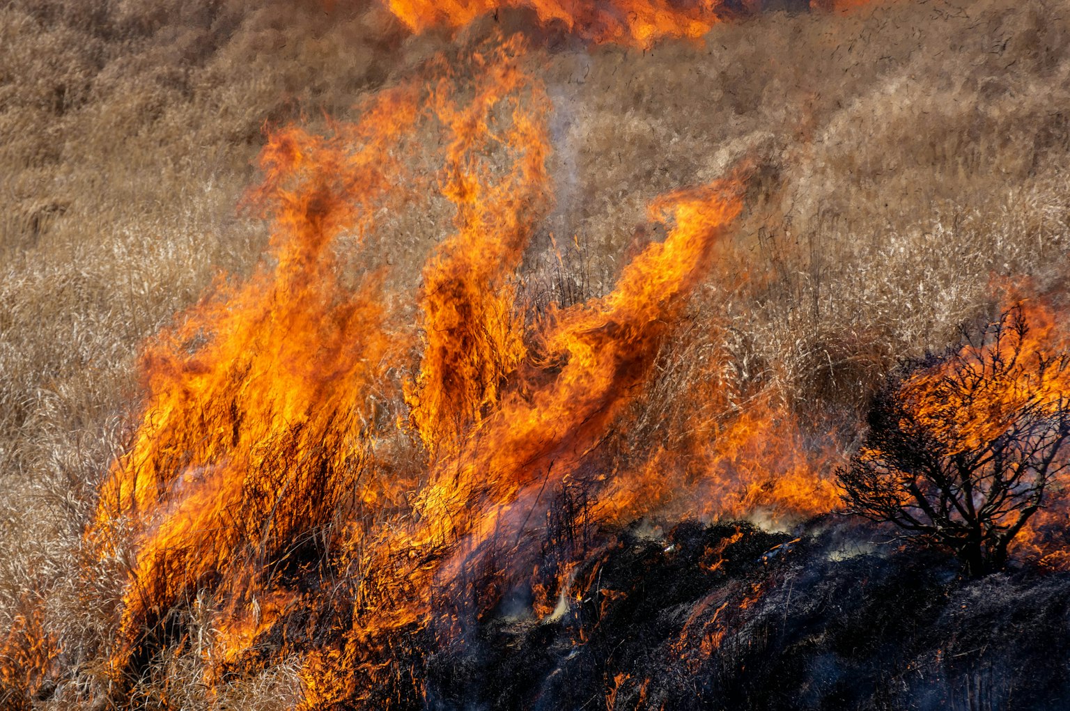 Flammen steigen in einer grasbewachsenen Landschaft