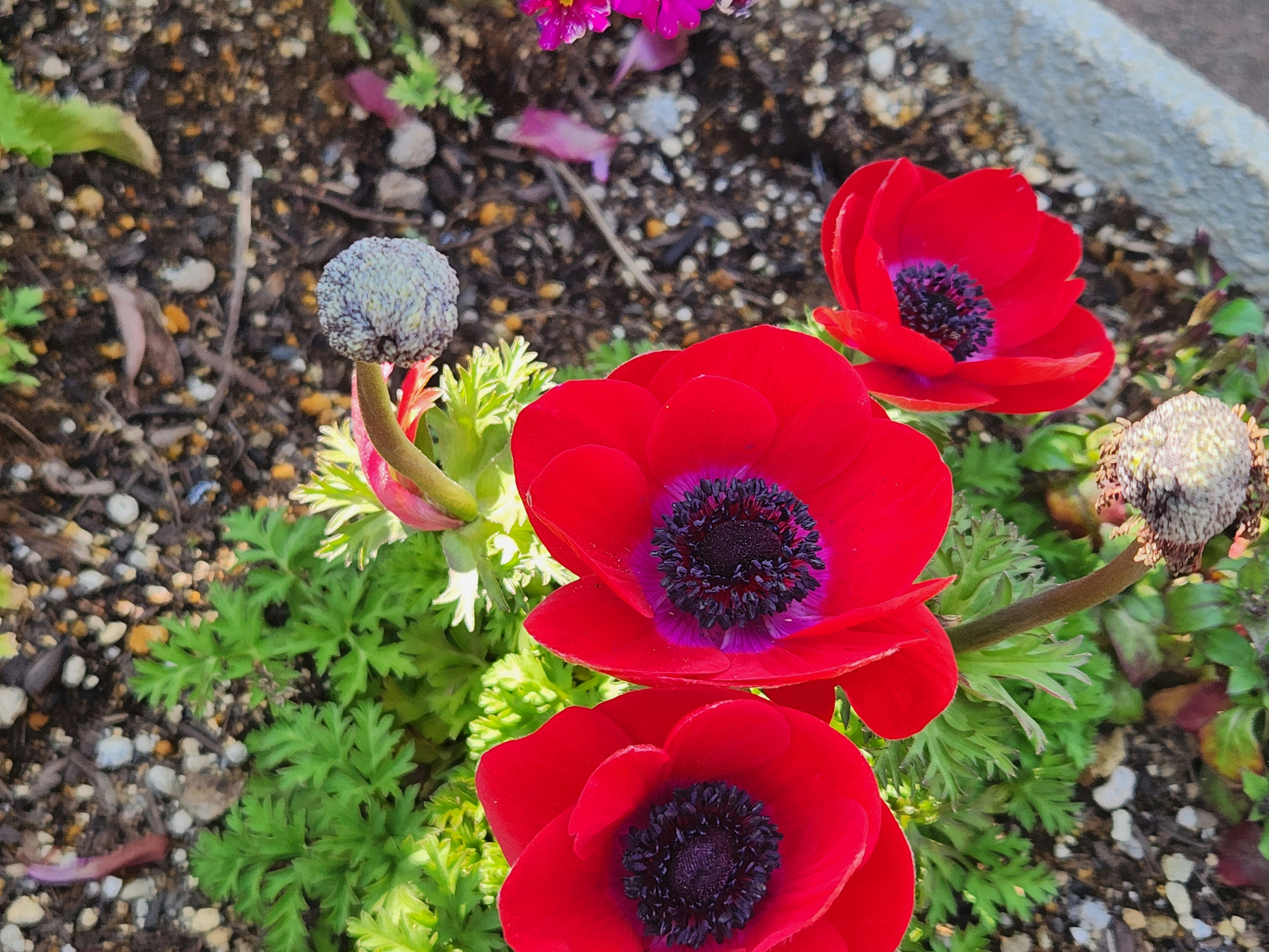 花壇の赤いアネモネの花と花びら