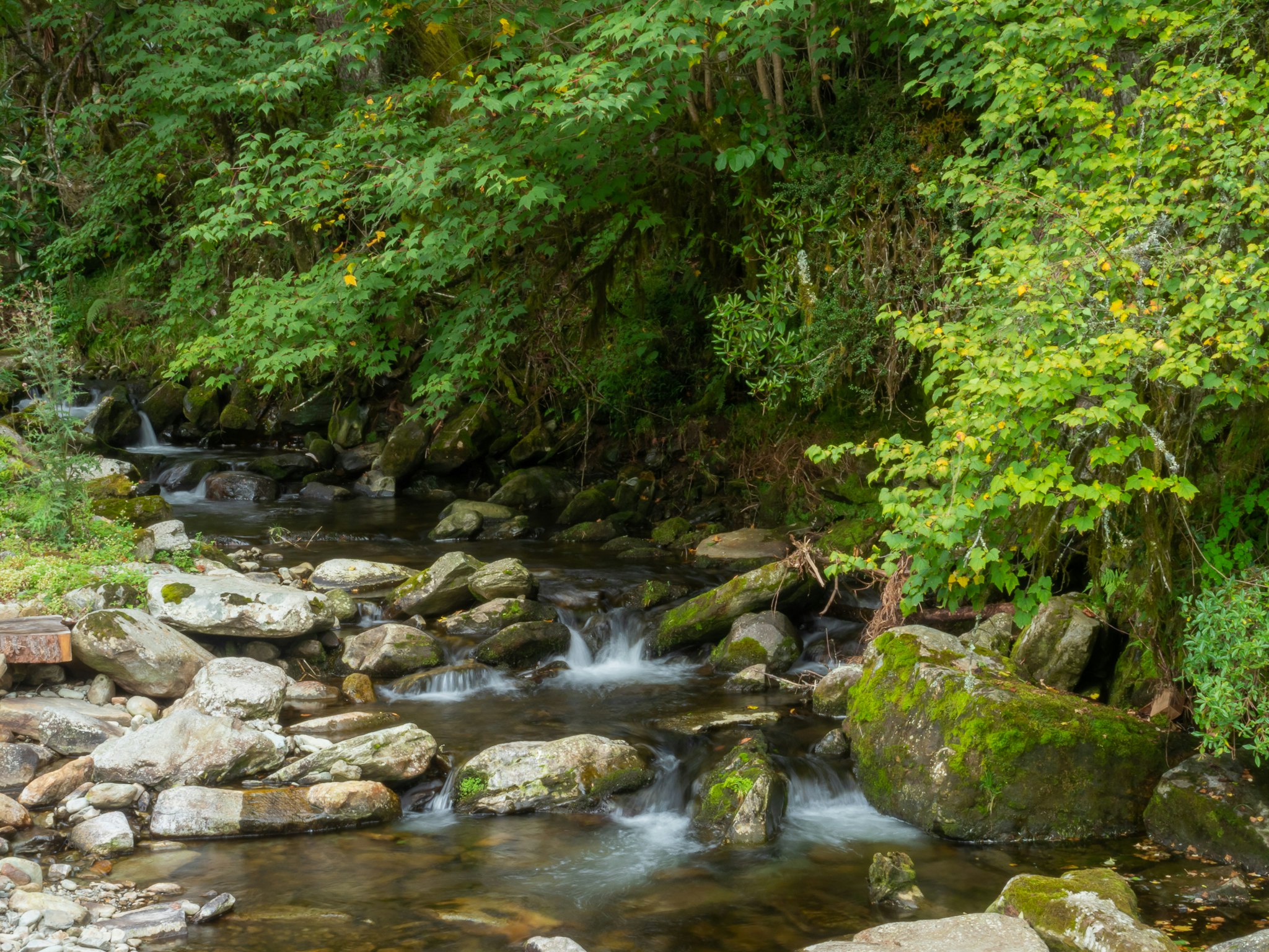 苔むした岩と小川が流れる緑の渓流