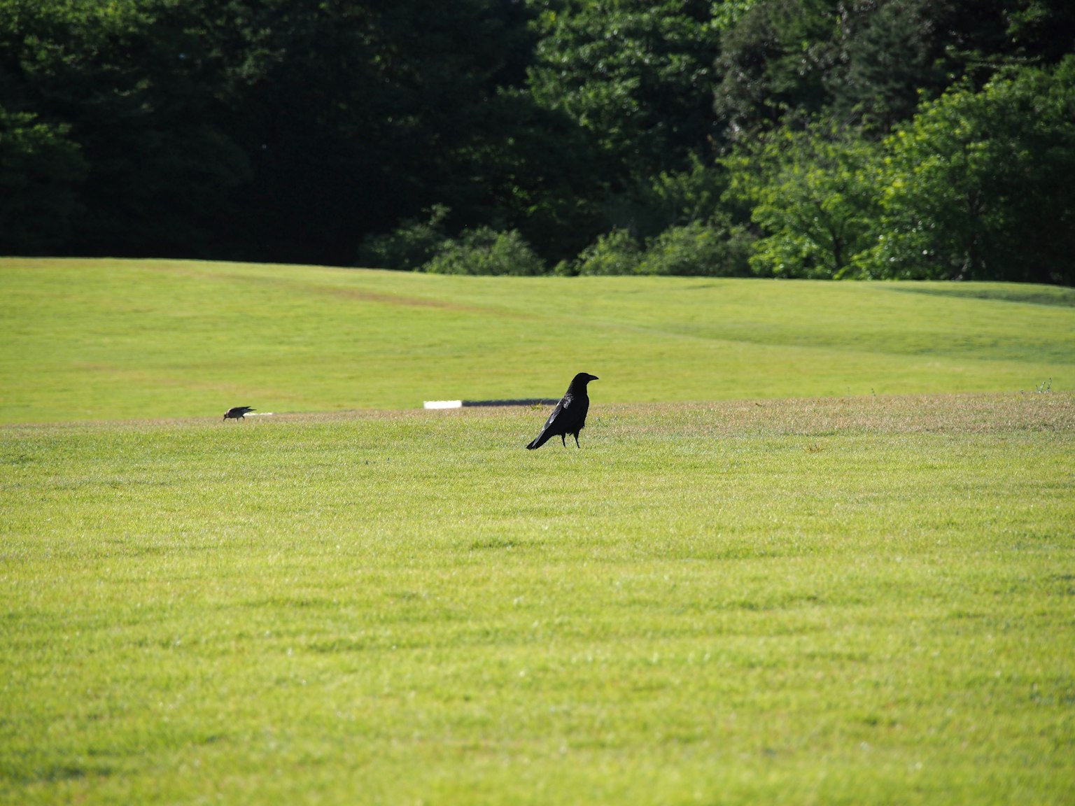 Un corbeau noir se tenant sur de l'herbe verte avec des arbres en arrière-plan