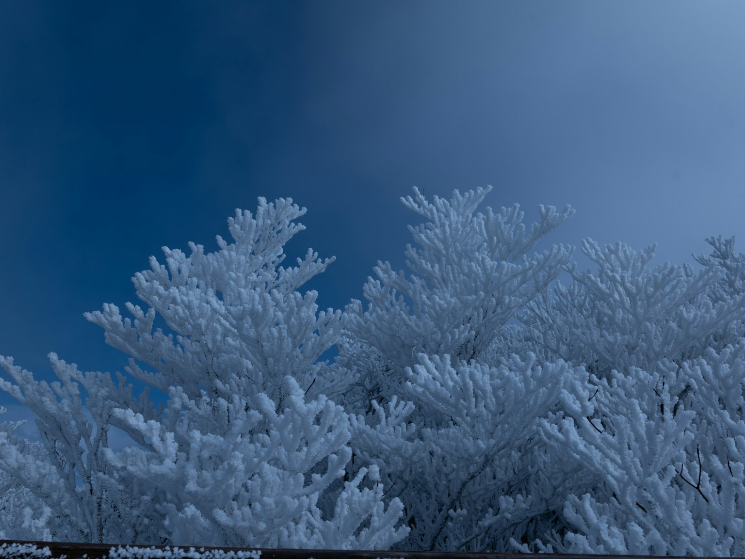 Frost-covered tree branches against a blue sky