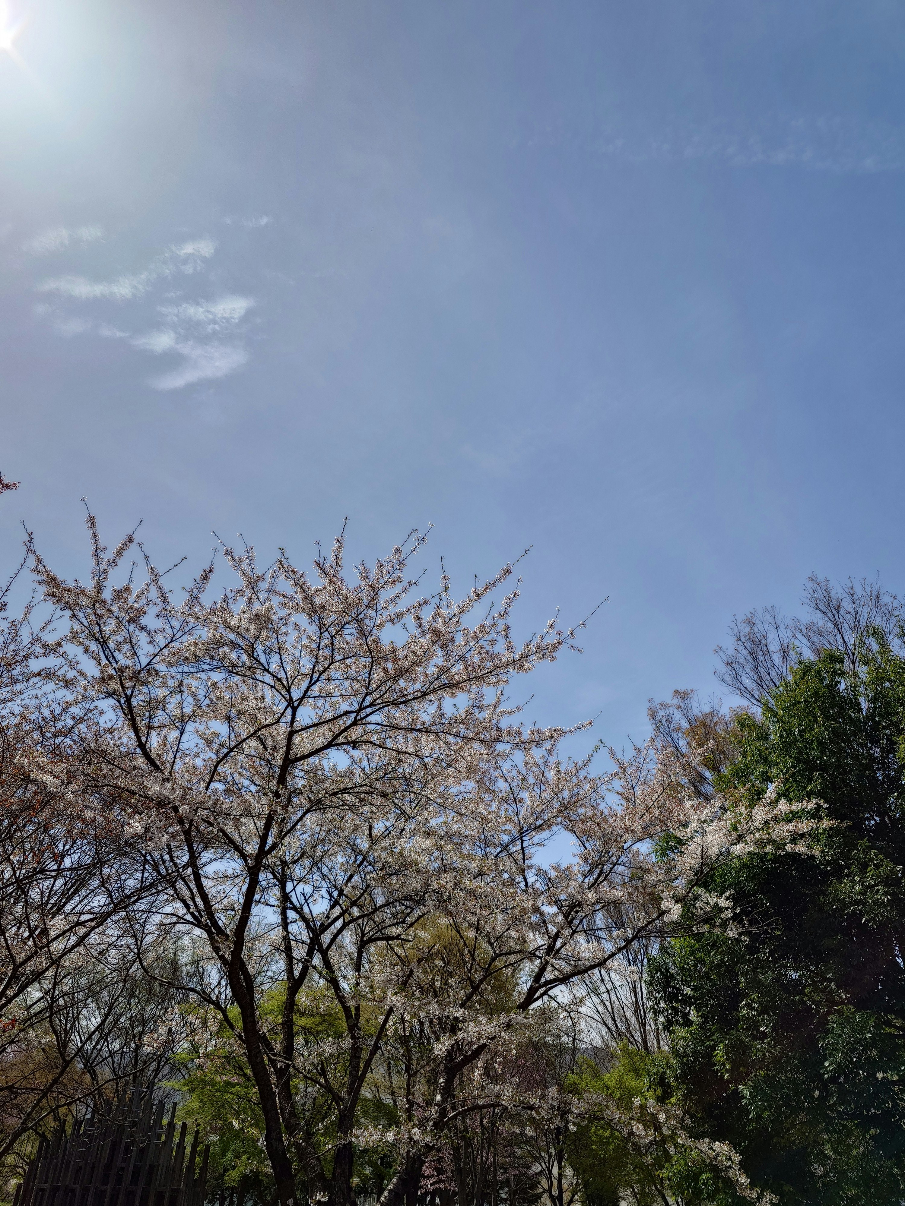Rami di ciliegio in fiore e filare di alberi sotto un cielo azzurro