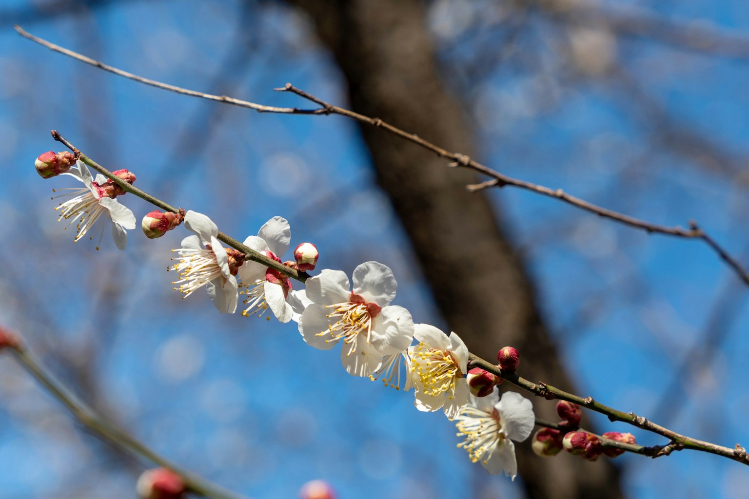 藍天背景下的白梅花和花苞的枝條