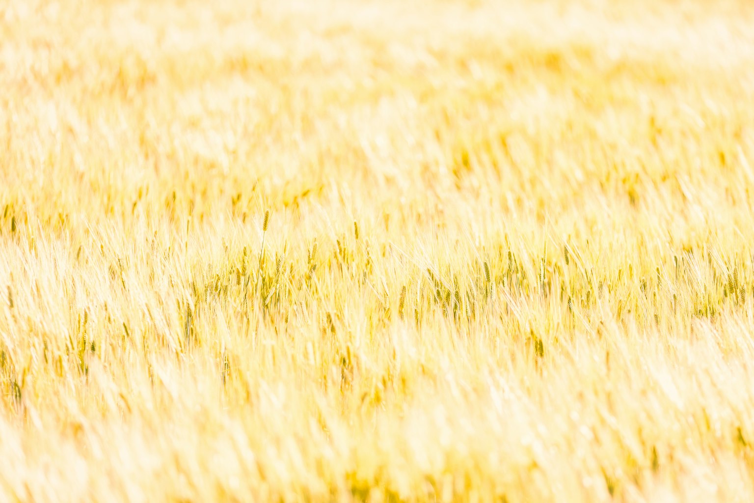 photo-ZAJqvMsk7a3eRocb1grb-image
