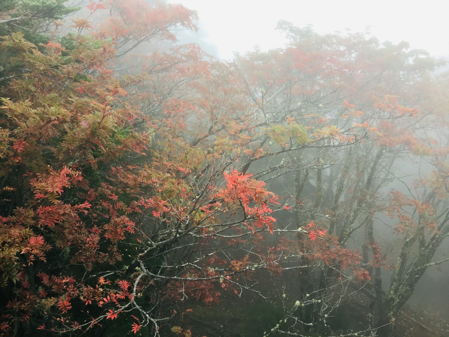 Herbstbäume in Nebel gehüllt leuchtend rote und gelbe Blätter