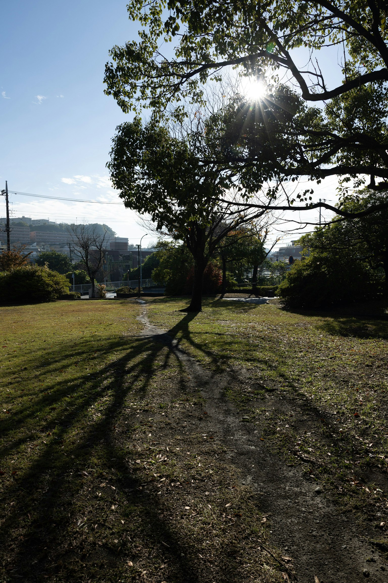 Eine Parkszene mit einem Baum, der lange Schatten unter dem Sonnenlicht wirft