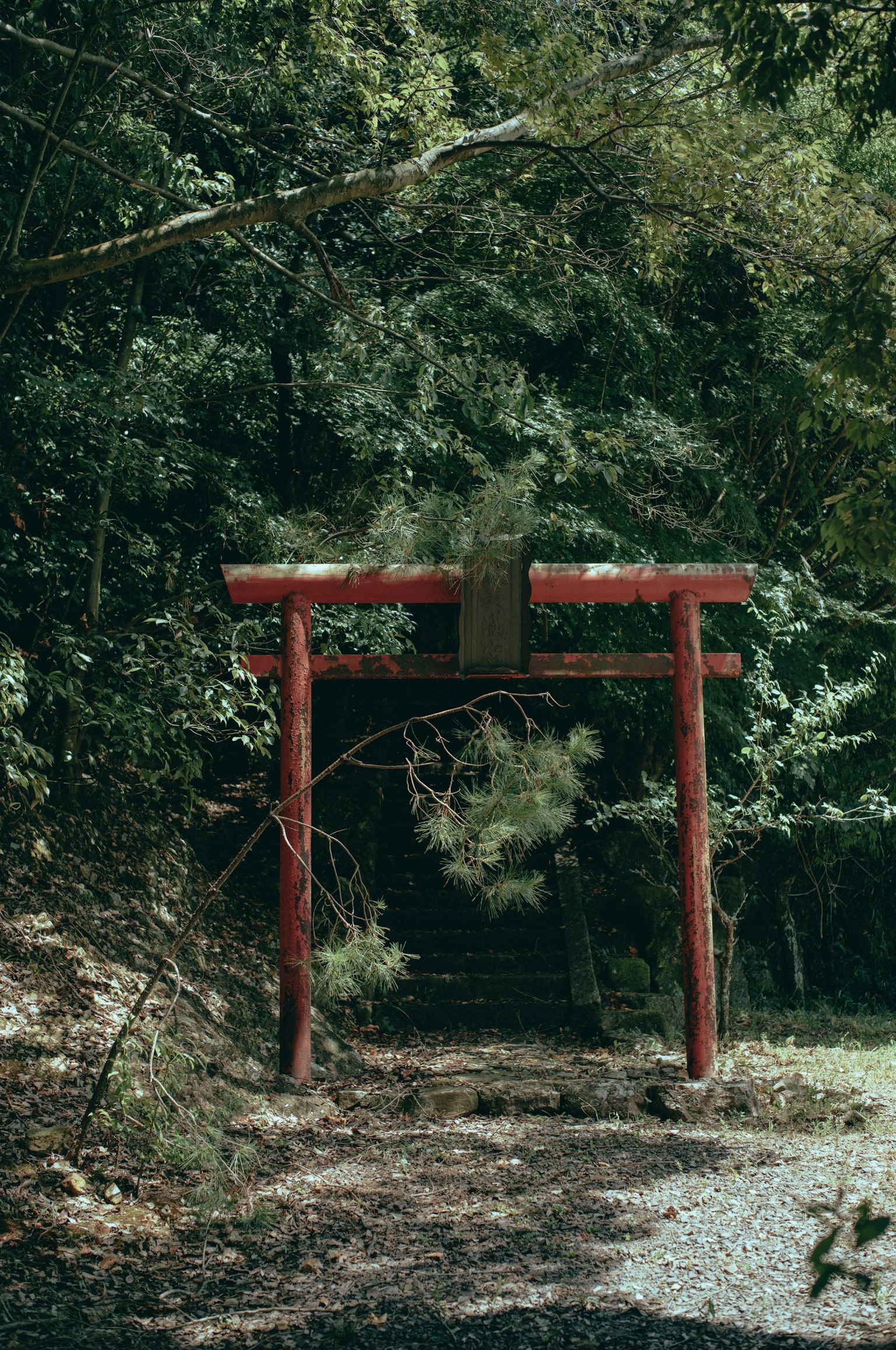 Red torii gate standing in a green forest