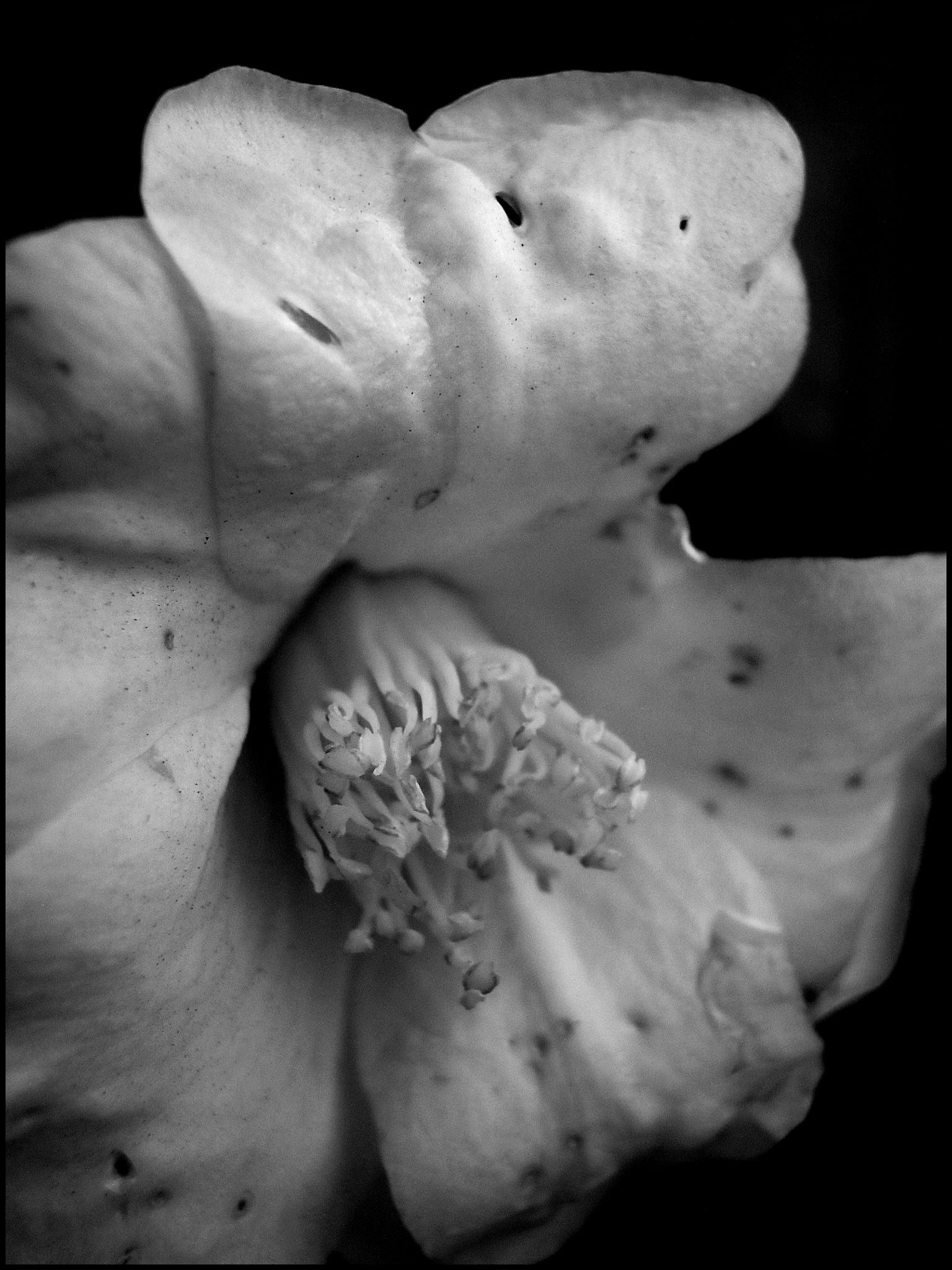 Nahaufnahme einer weißen Blume mit komplexen Details und Texturen in Schwarzweiß