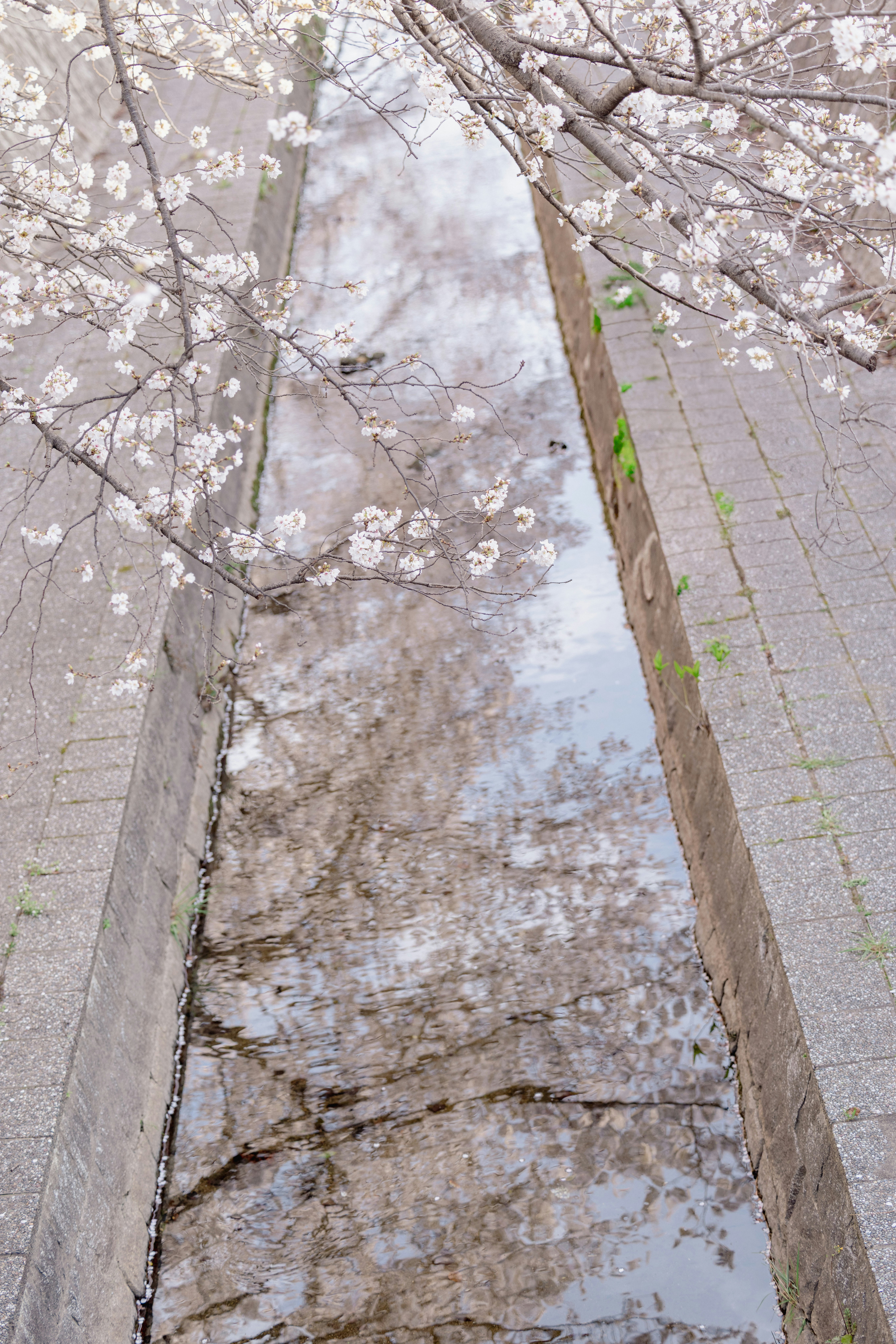 水面に映った桜の花びらと並木の景色