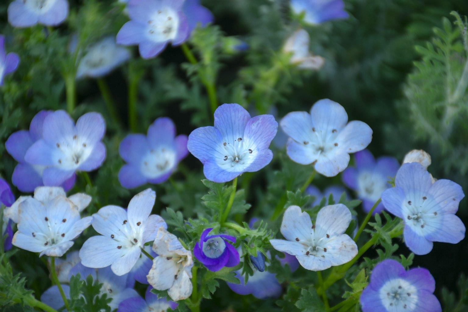 Una vista di fiori blu che fioriscono tra foglie verdi
