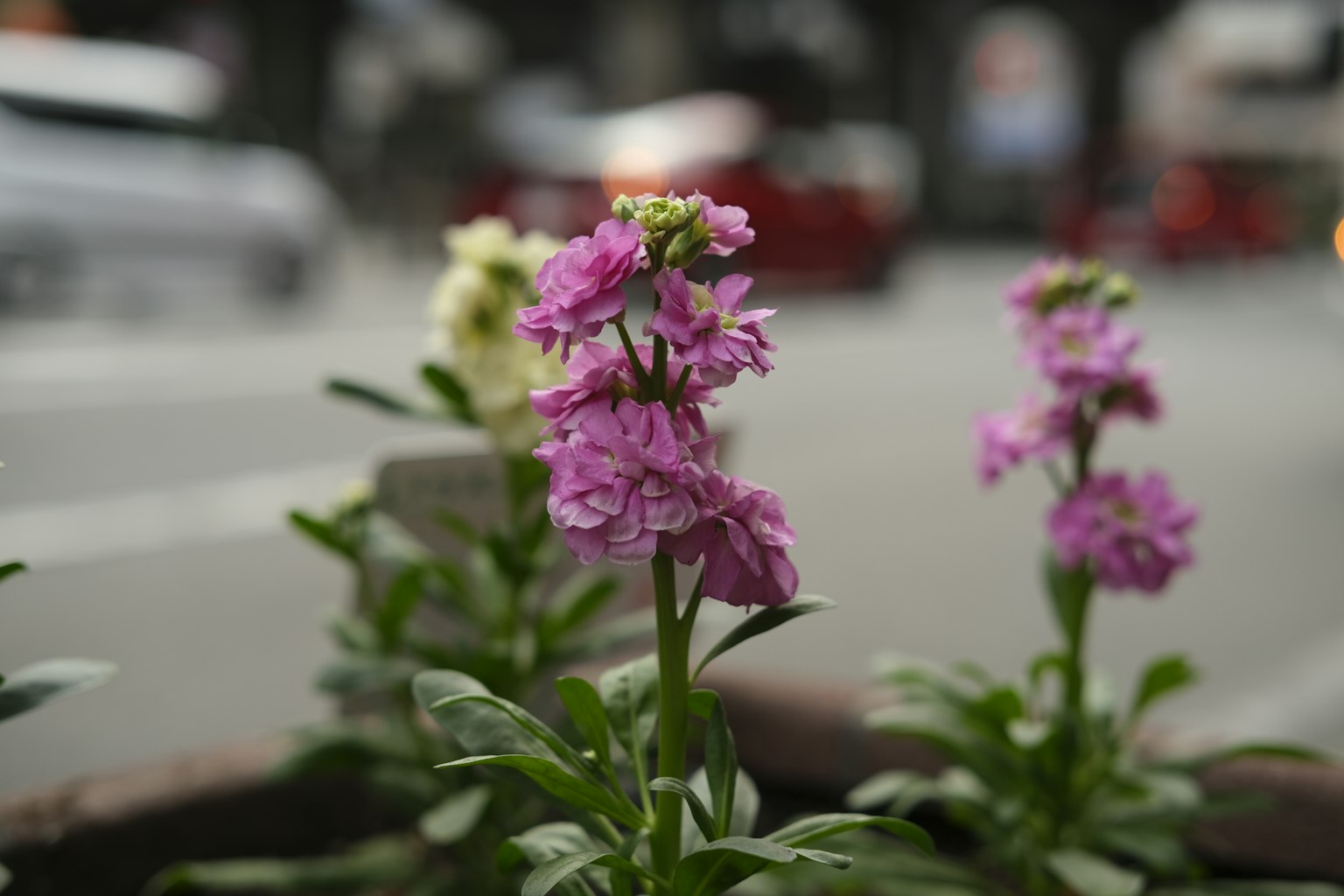 Rosa und gelbe Blumen blühen in einer Stadtlandschaft