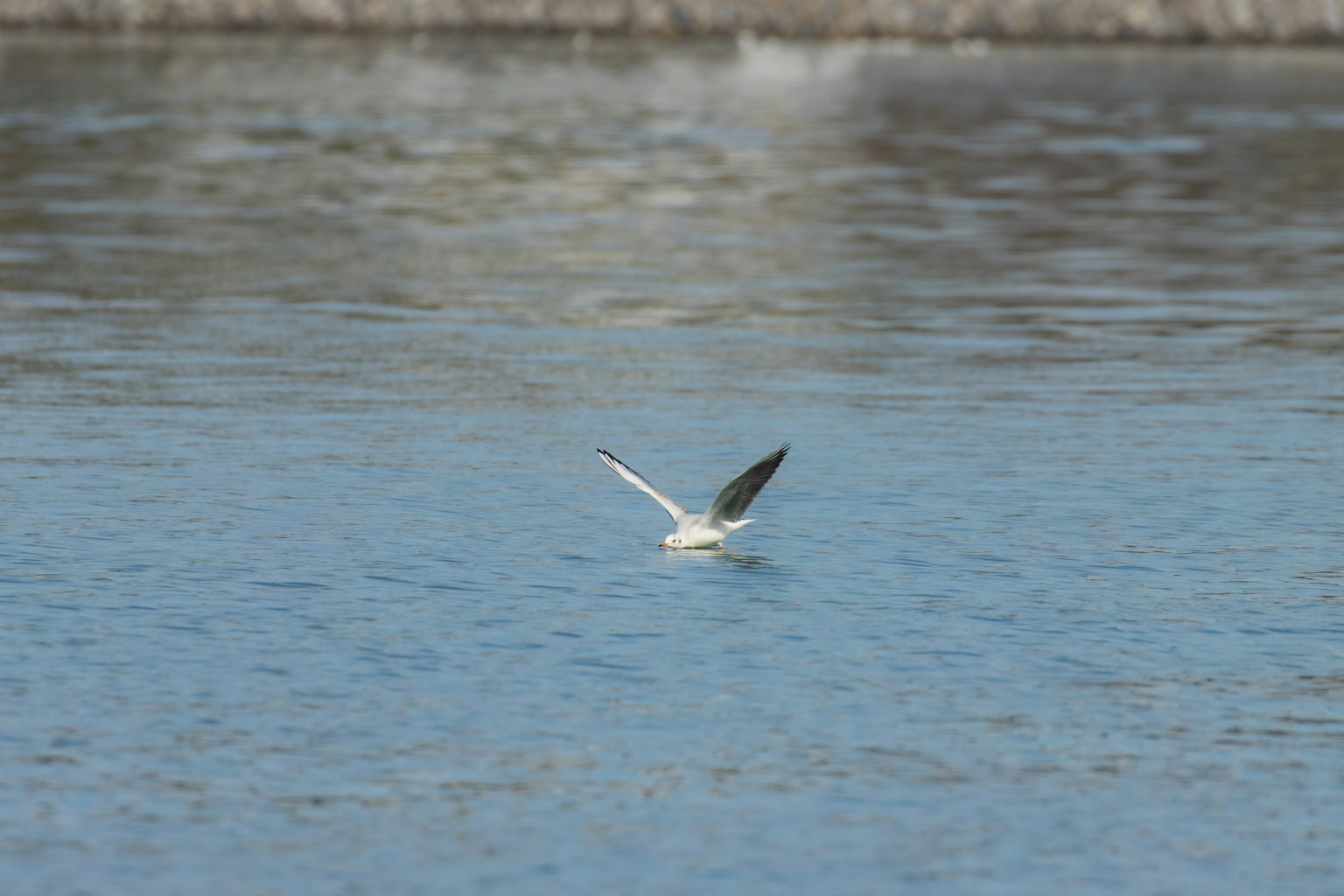 Ein weißer Vogel, der über Wasser fliegt