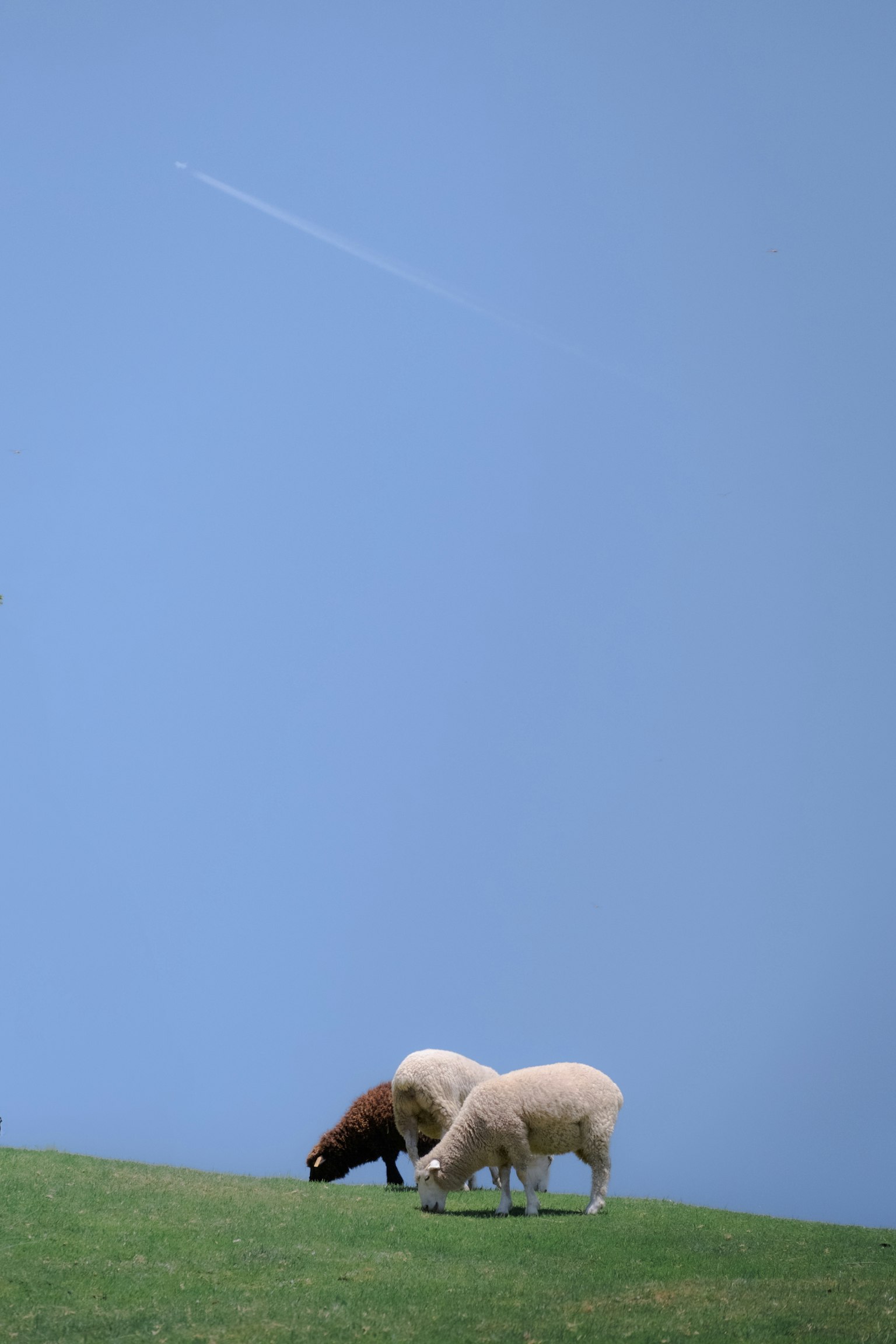 Two sheep grazing on green grass under a blue sky
