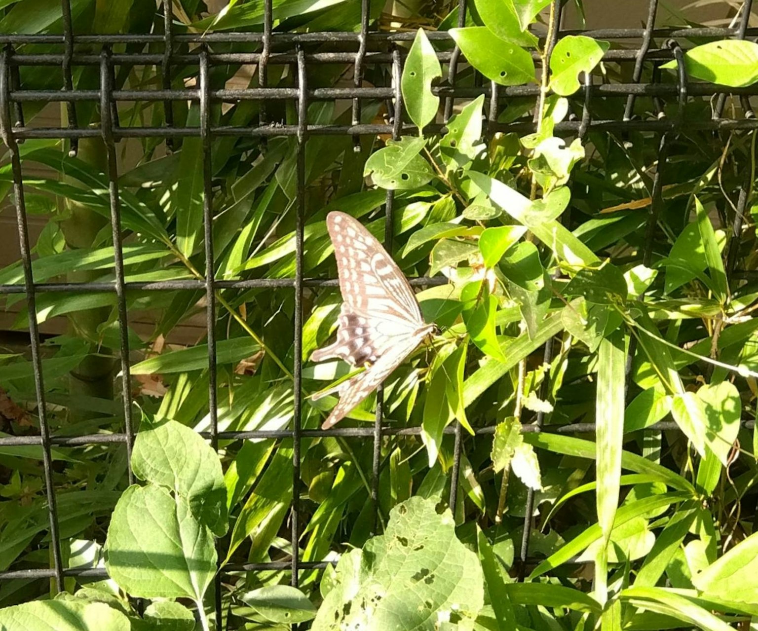 Papillon se reposant sur un feuillage vert près d'une clôture en métal