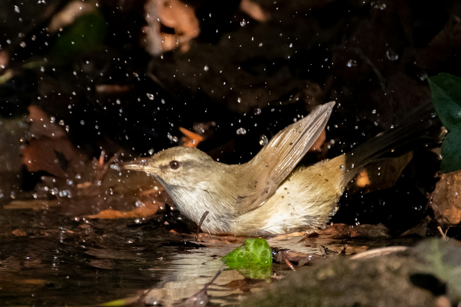 Un piccolo uccello che apre le ali nell'acqua con schizzi intorno