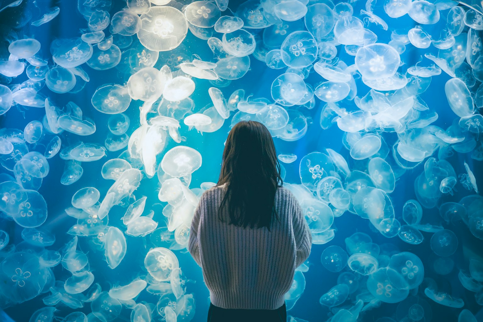 Eine Frau, die Quallen in einem Aquarium mit einem blauen Hintergrund voller durchsichtiger Quallen betrachtet