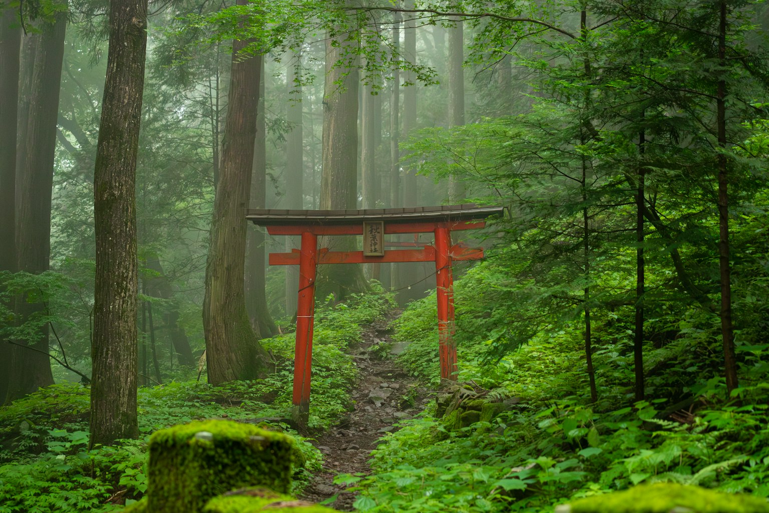 Puerta torii roja en un bosque brumoso rodeado de vegetación exuberante