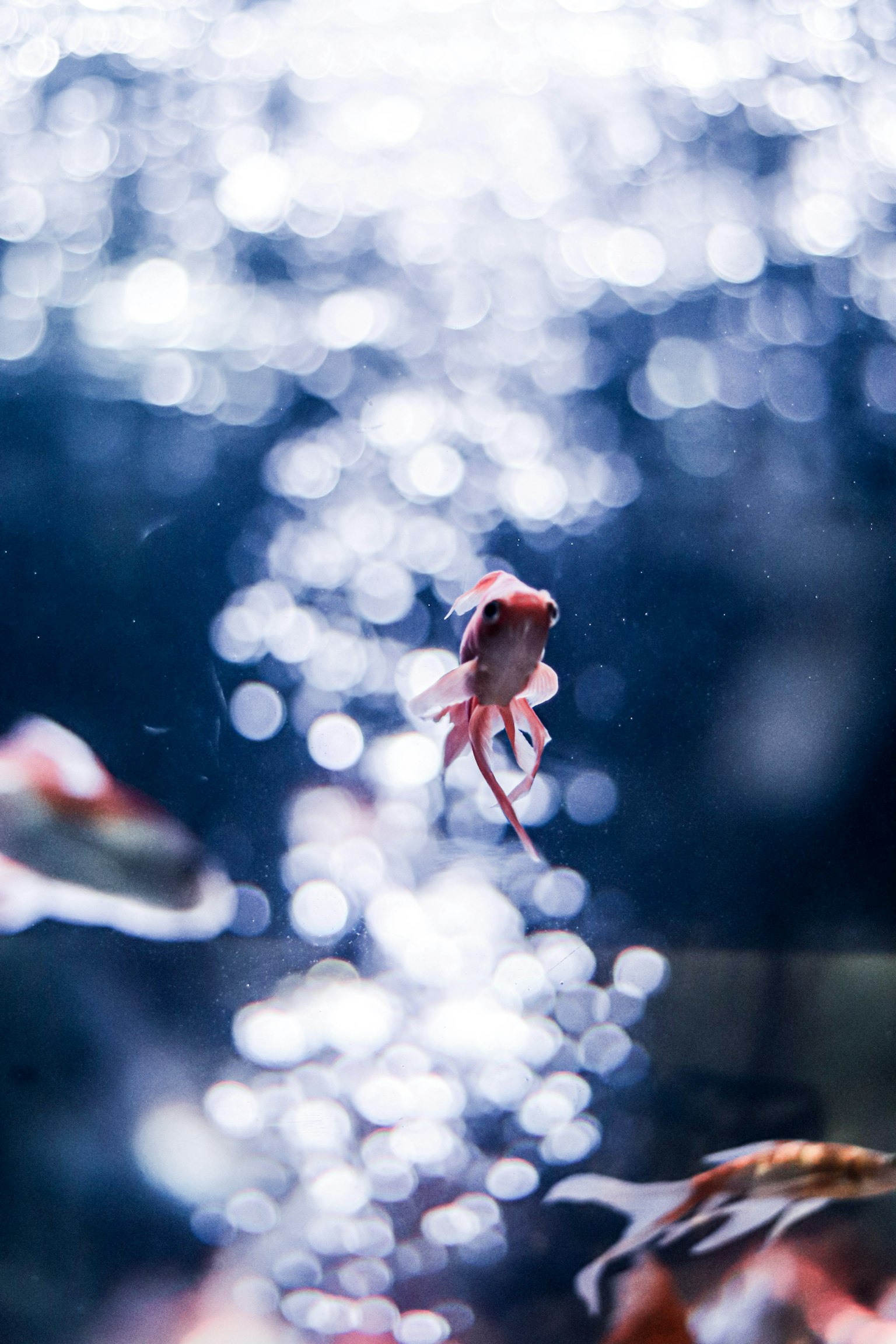Ein roter Fisch schwimmt im Wasser mit einem funkelnden Blasenhintergrund
