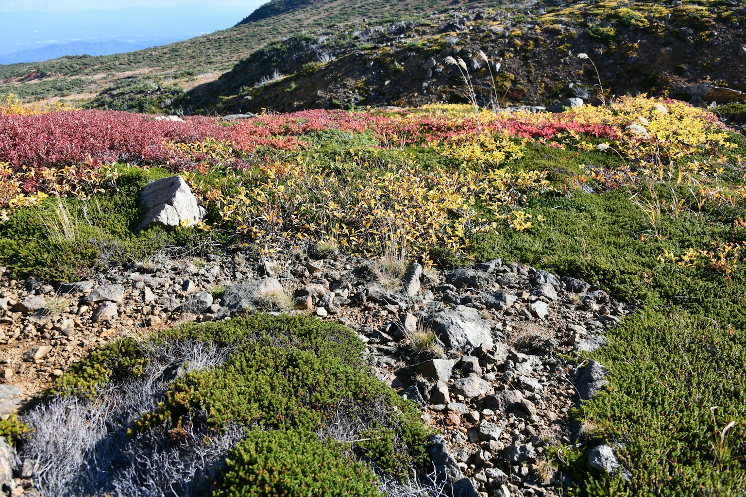 Paesaggio vibrante con piante colorate e rocce