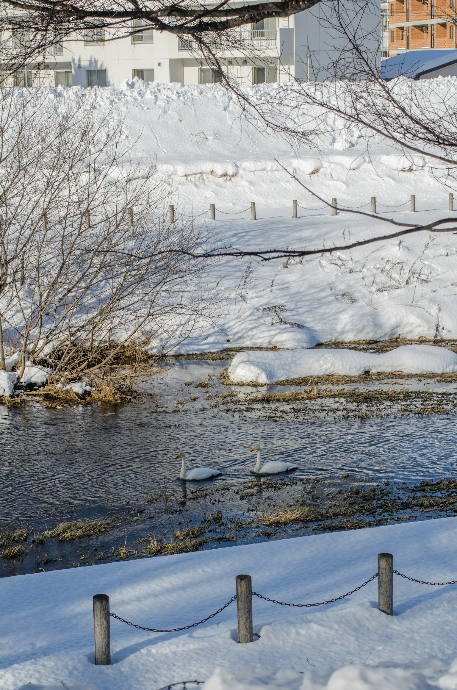 Schneebedeckte Flusslandschaft mit Schwänen