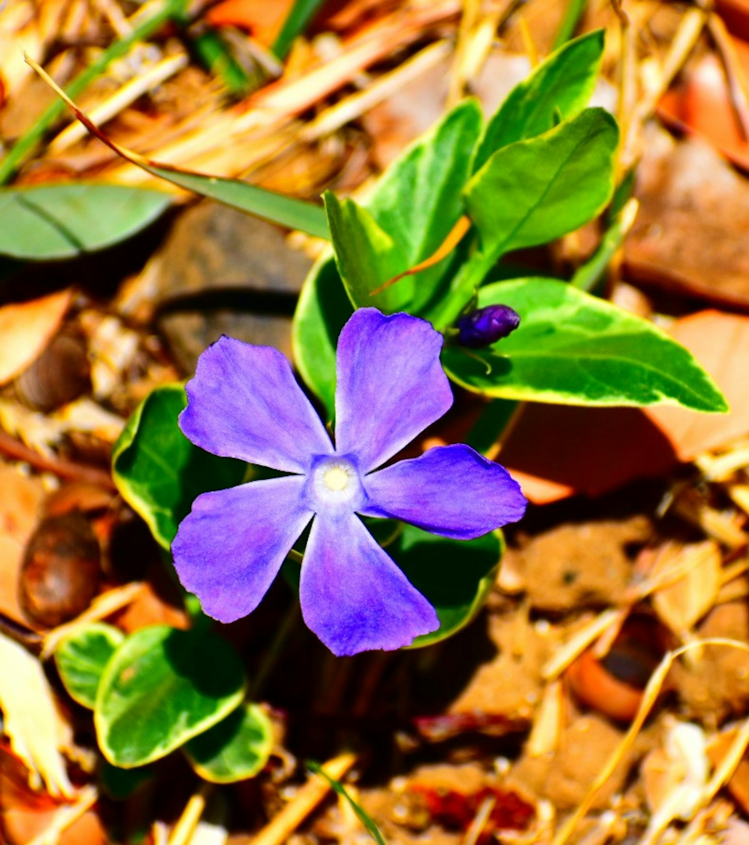 Fiore viola vivace con foglie verdi che crescono sul terreno