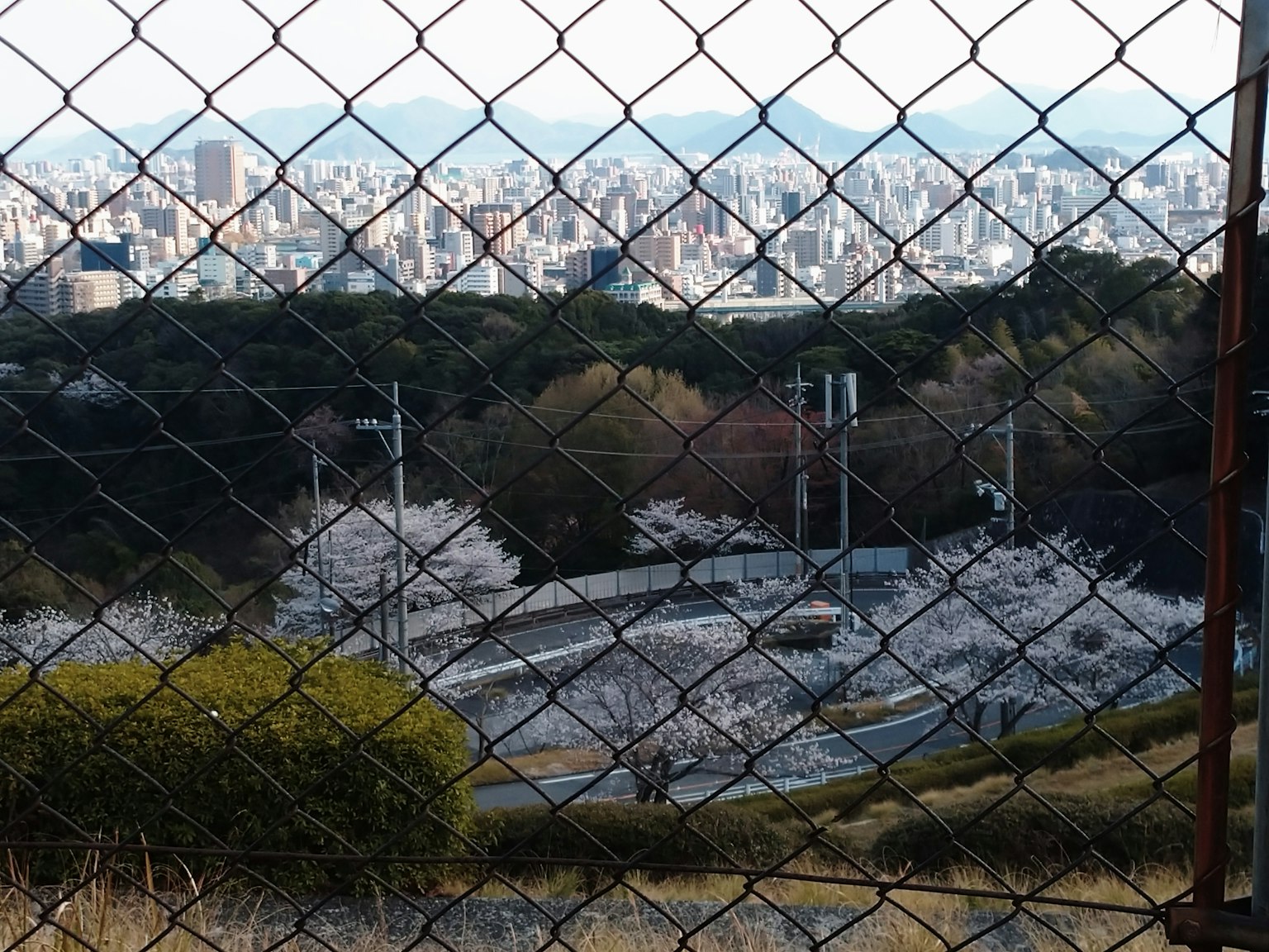 Blick auf Kirschblütenbäume und die Skyline der Stadt durch einen Zaun